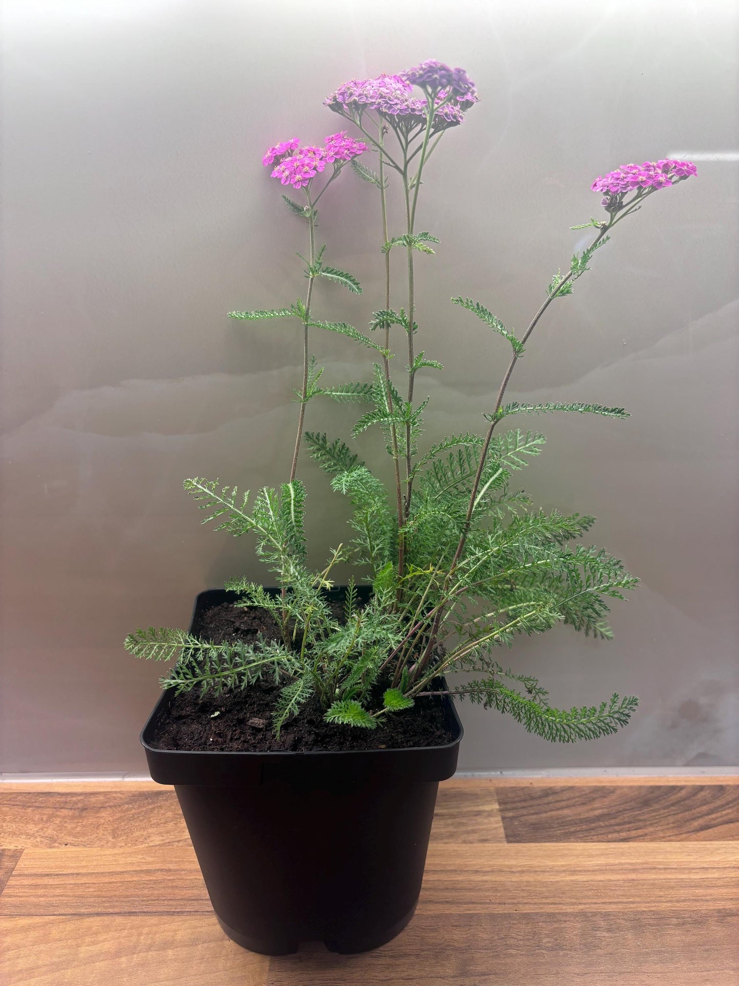 Achillea Summerwine 2L Yarrow potted garden plant ACHILLEA/141099/168584/GB