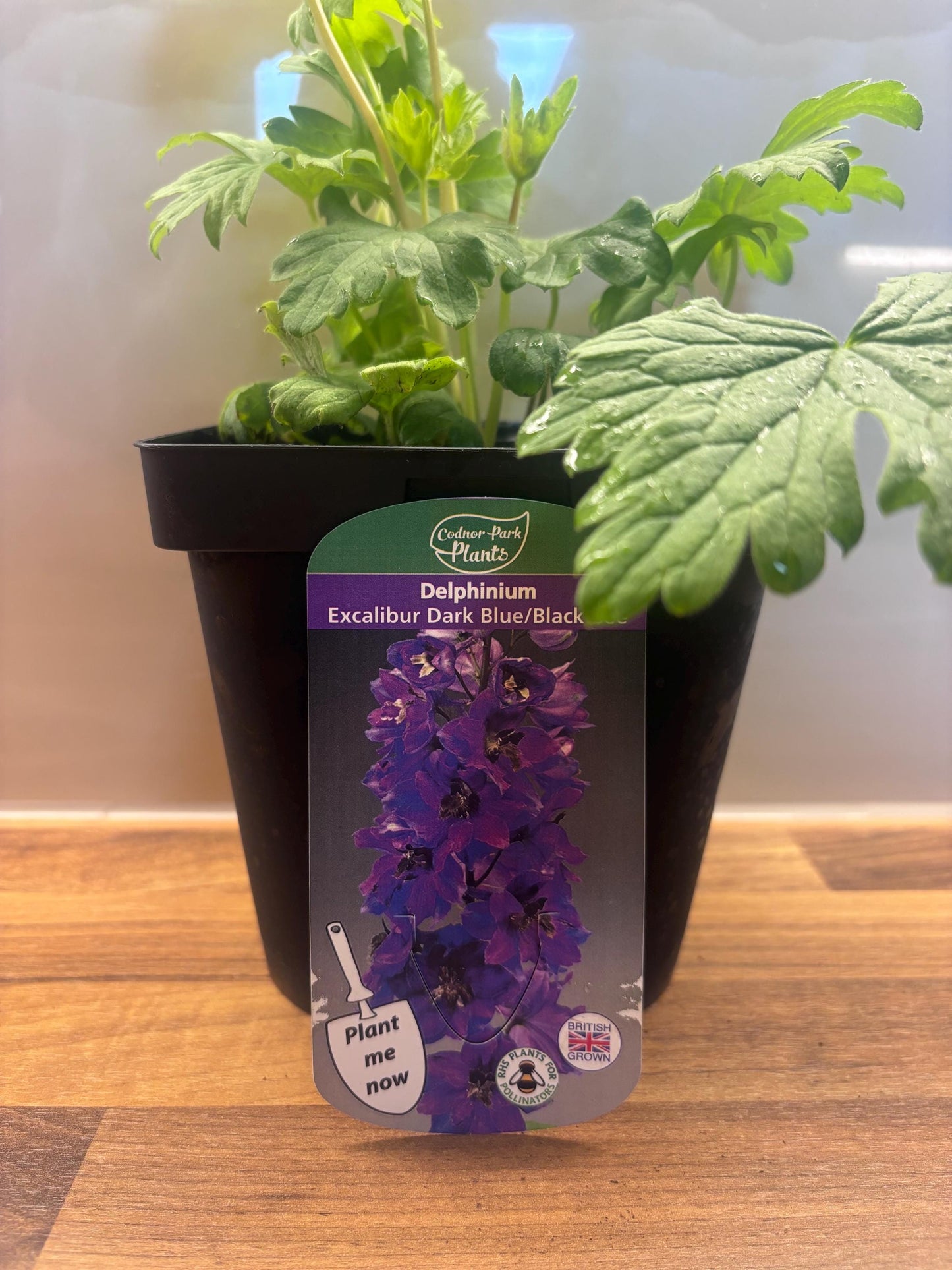 Delphinium Excalibur Dark Blue with Black Bee 2L DELPHINIUM/141099/168584/GB