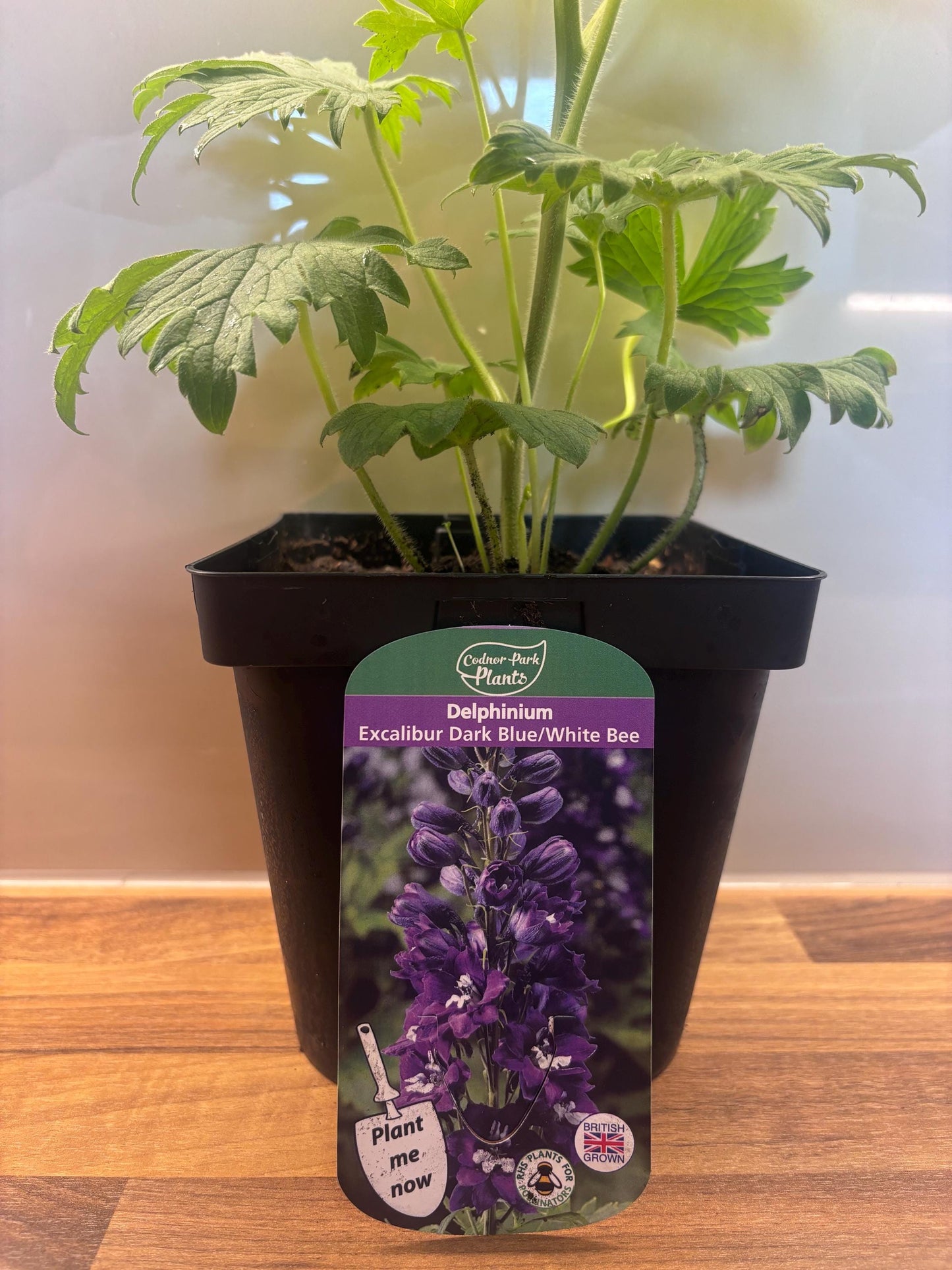 Delphinium Excalibur Dark Blue with White Bee 2L DELPHINIUM/141099/168584/GB