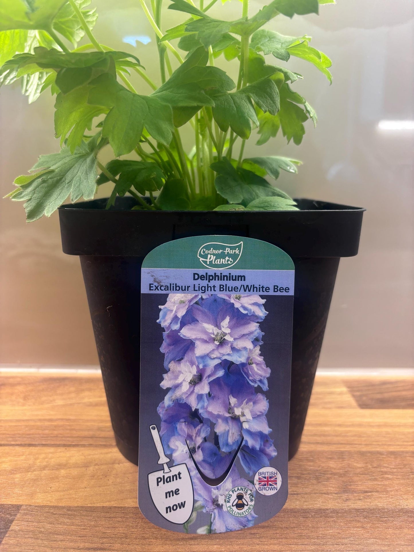 Delphinium Excalibur Light Blue with White Bee 2L DELPHINIUM/141099/168584/GB