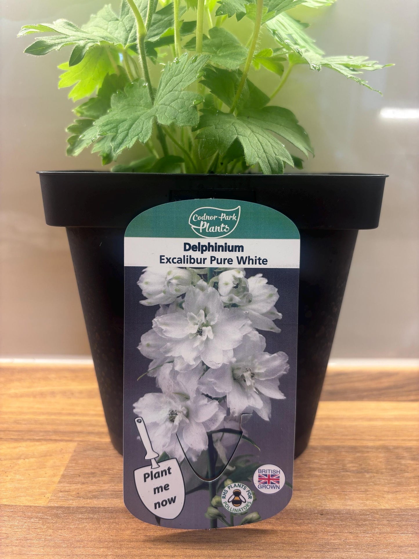 Delphinium Excalibur Pure White 2L cottage garden DELPHINIUM/141099/168584/GB