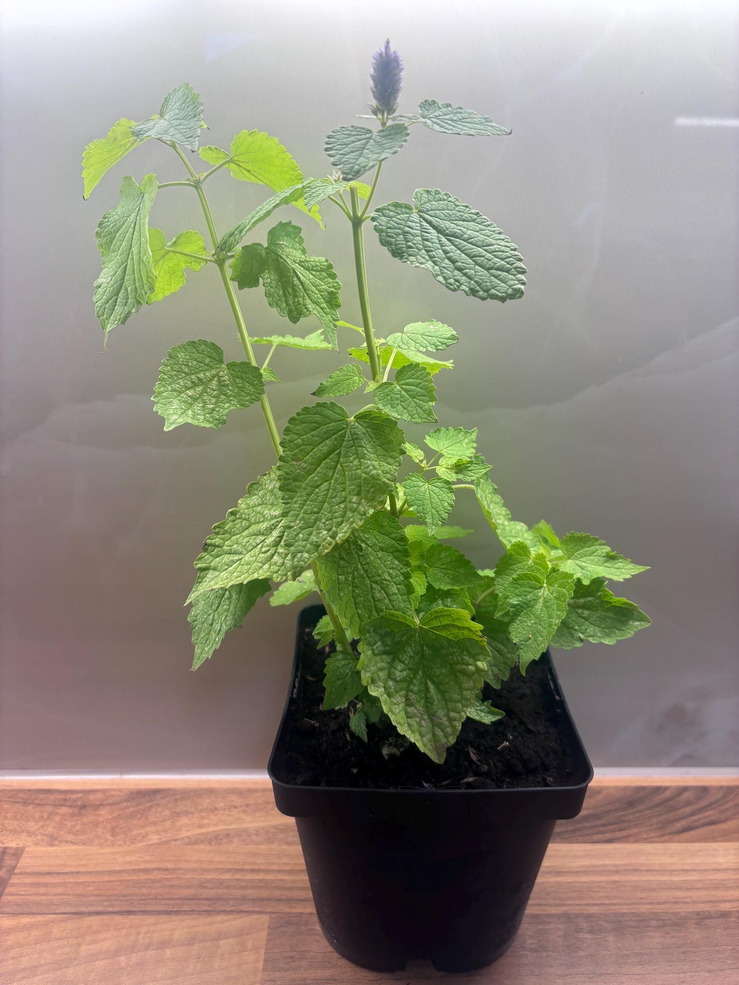 Agastache Golden Jubilee 2L Hyssop plant AGASTACHE foeniculum/141099/168584/GB