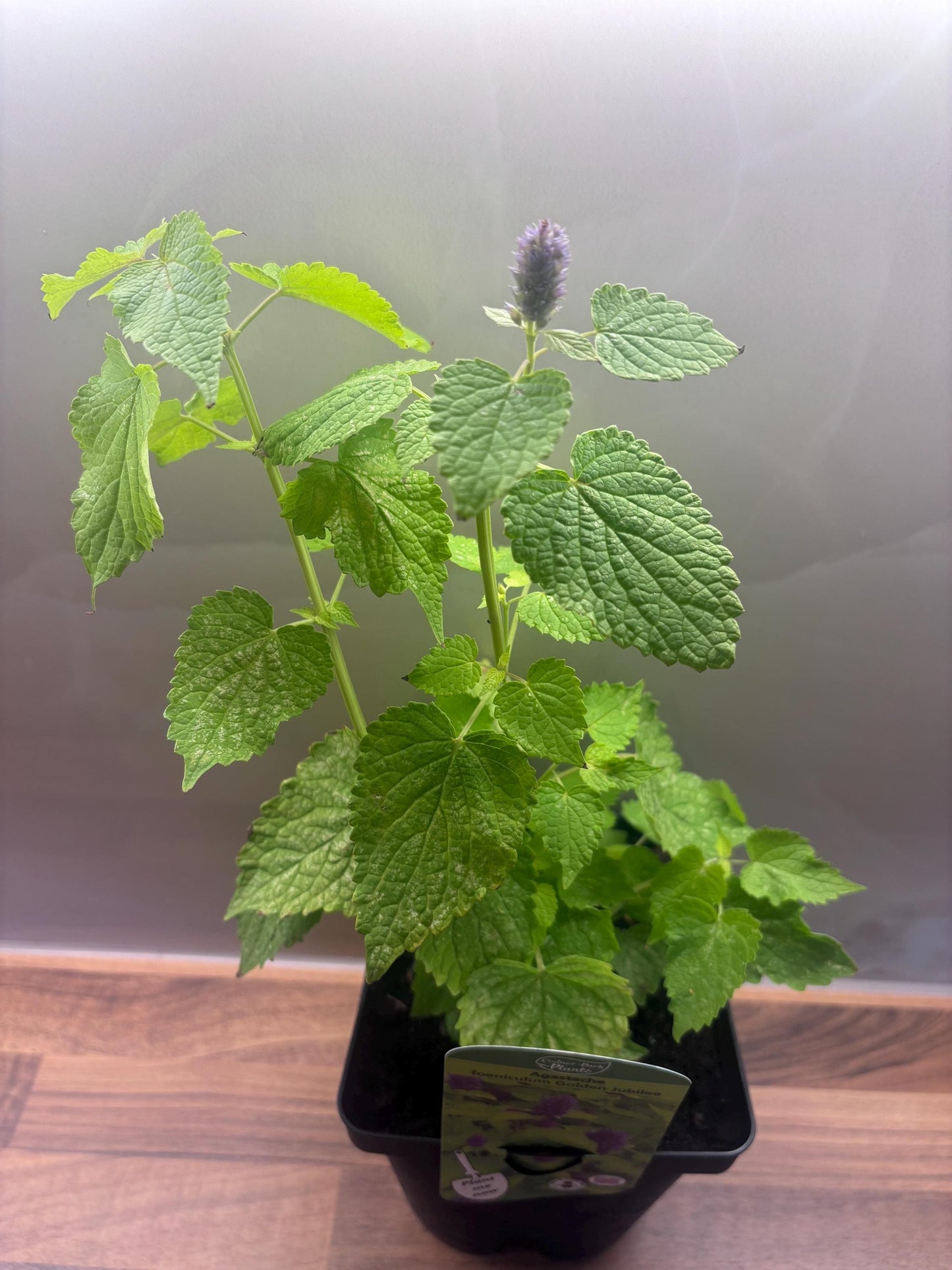 Agastache Golden Jubilee 2L Hyssop plant AGASTACHE foeniculum/141099/168584/GB