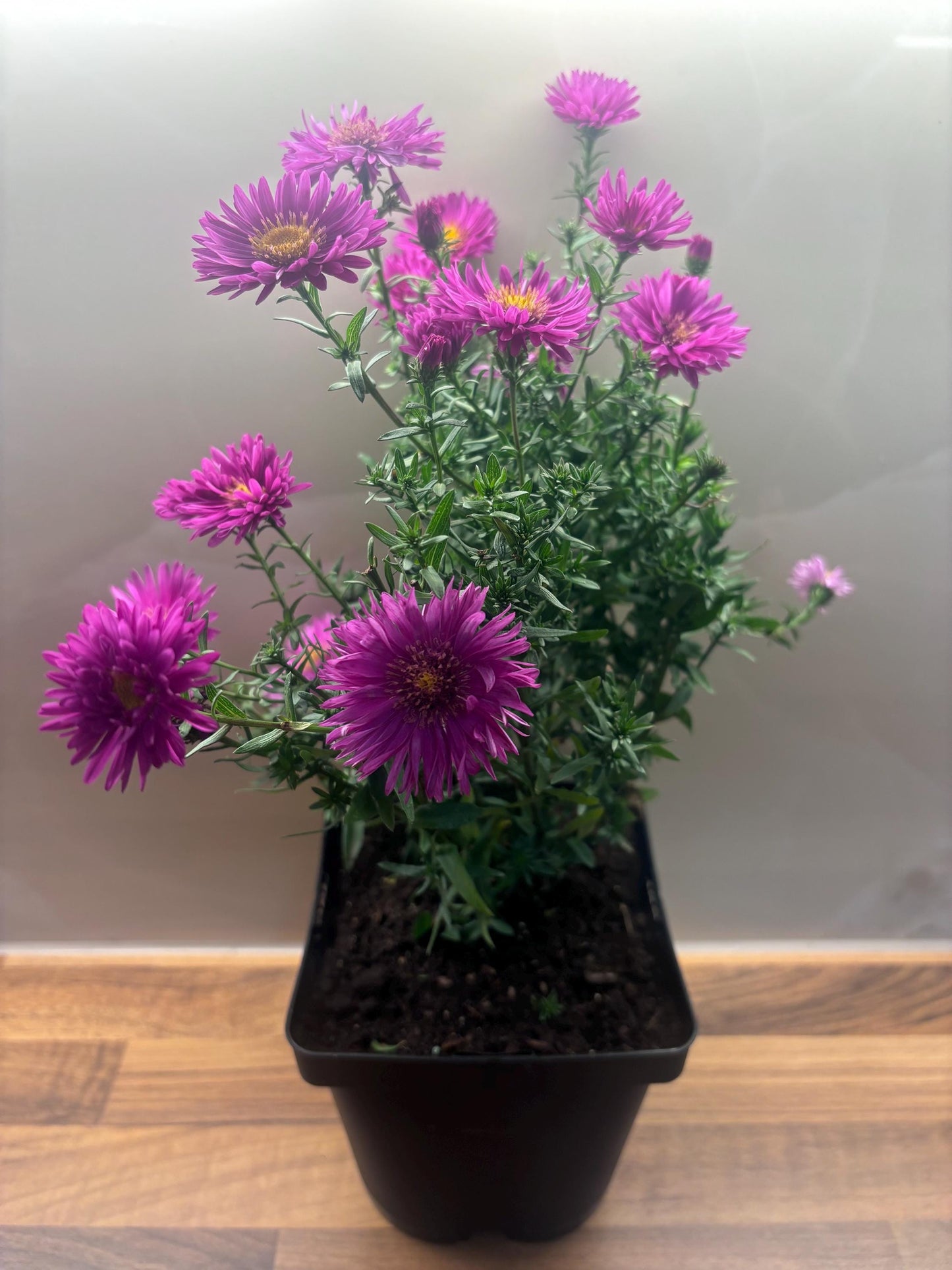 Aster Jenny 2L hardy perennial daisy flowers ASTER novi-belgii/141099/168584/GB