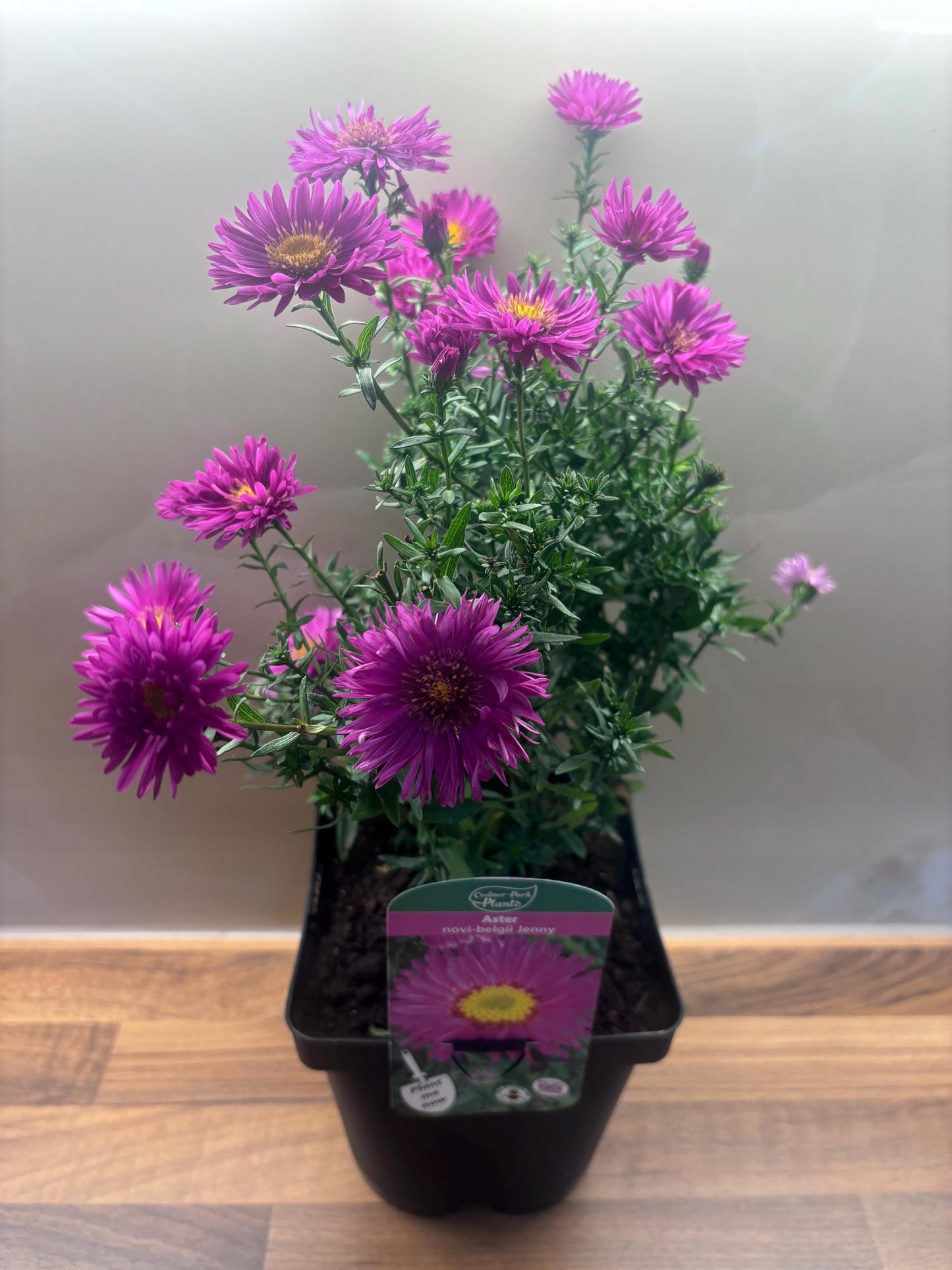 Aster Jenny 2L hardy perennial daisy flowers ASTER novi-belgii/141099/168584/GB
