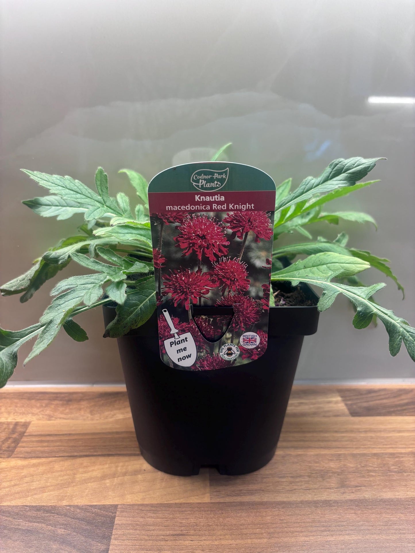 Knautia Red Knight 2L Pincushion Flower KNAUTIA macedonica/141099/168584/GB