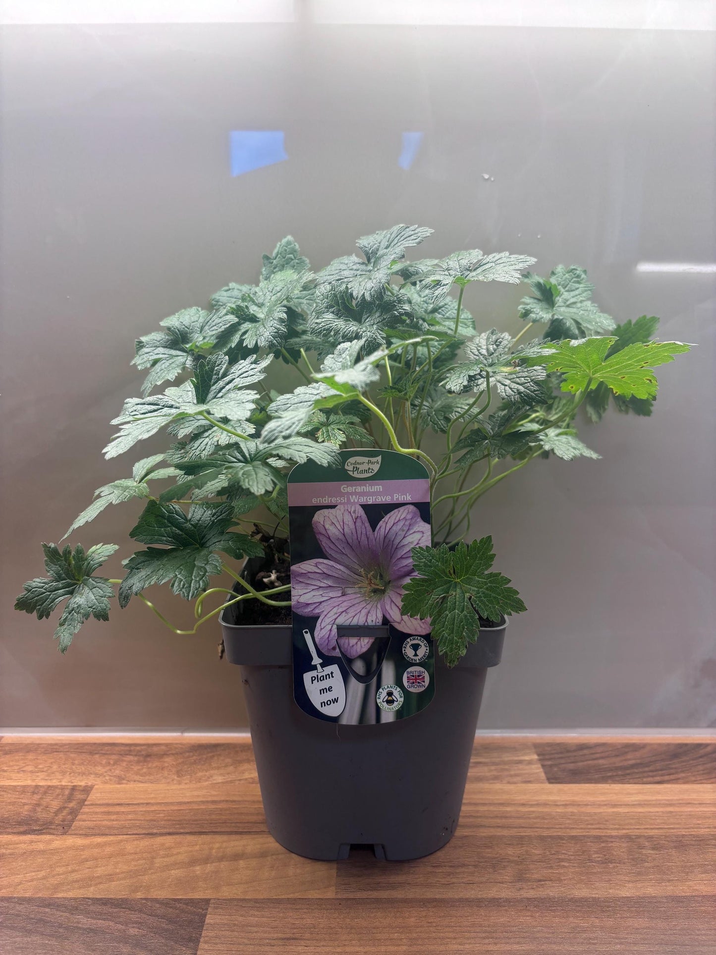 Geranium Wargrave Pink 2L Cranesbill plant GERANIUM endressi/141099/160540/GB