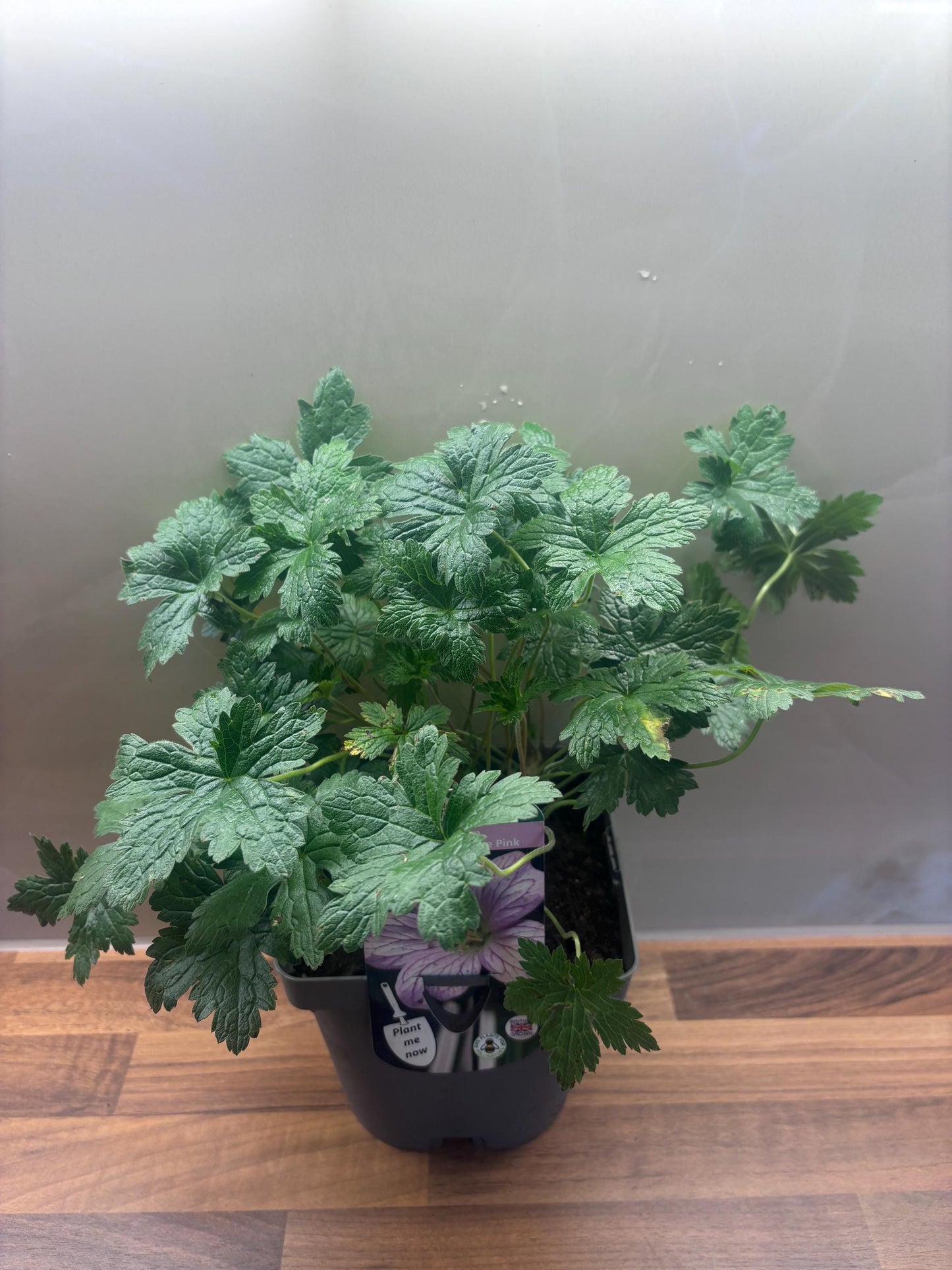 Geranium Wargrave Pink 2L Cranesbill plant GERANIUM endressi/141099/160540/GB