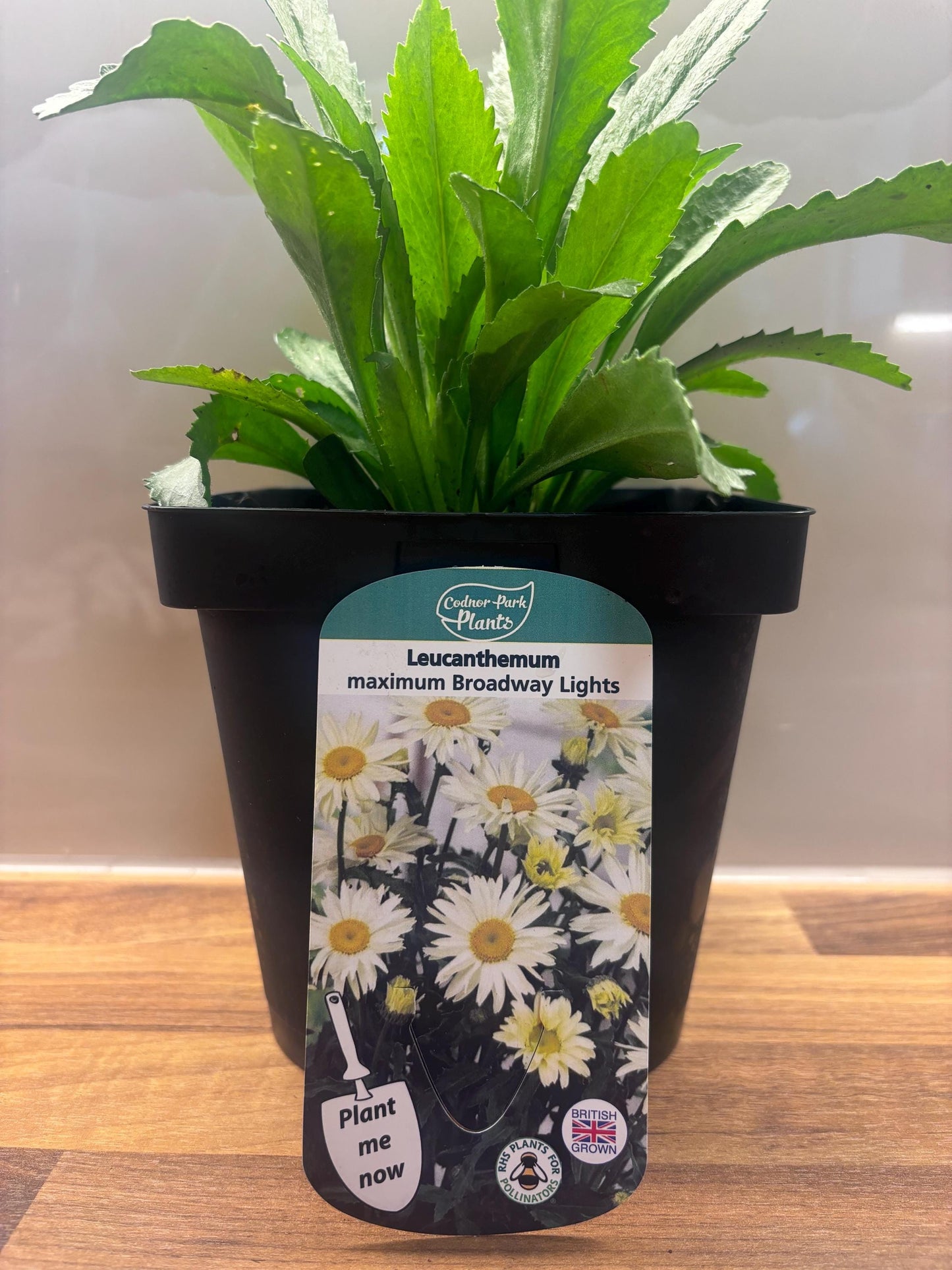 Leucanthemum Broadway Lights 2L Shasta Daisy LEUCANTHEMUM/141099/168584/GB