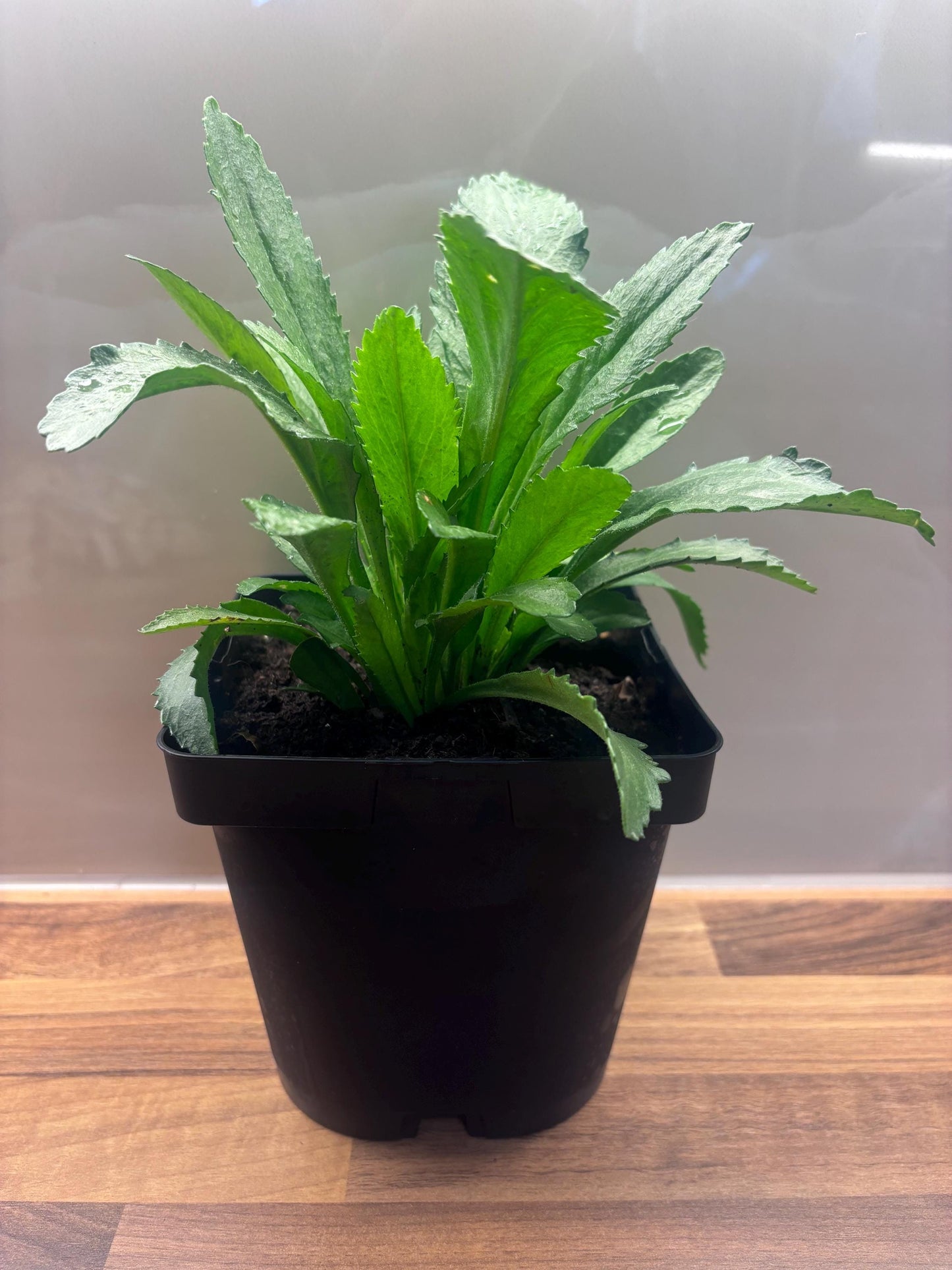 Leucanthemum Broadway Lights 2L Shasta Daisy LEUCANTHEMUM/141099/168584/GB
