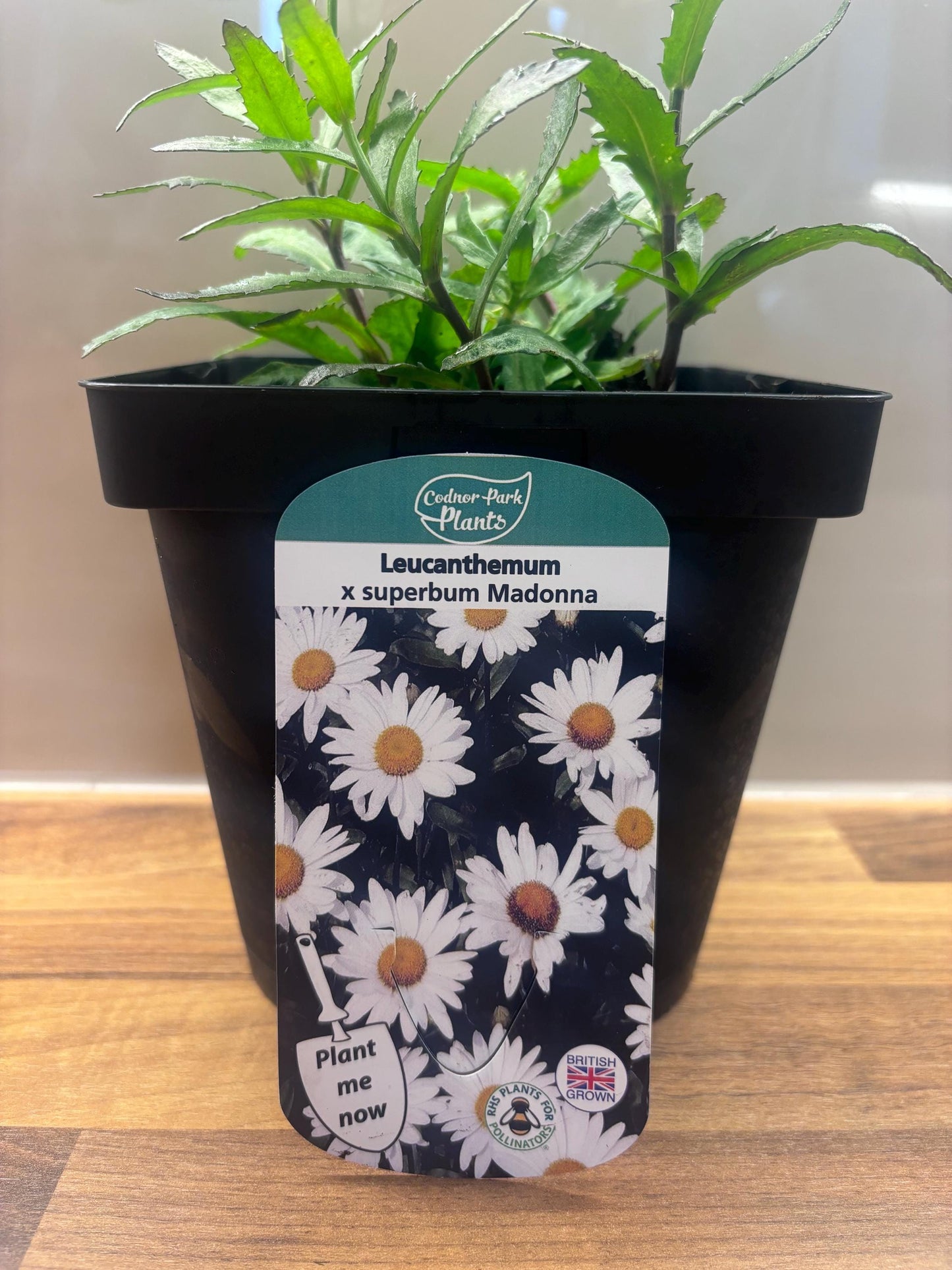 Leucanthemum Madonna 2L Shasta Daisy LEUCANTHEMUM x superbum/141099/168584/GB