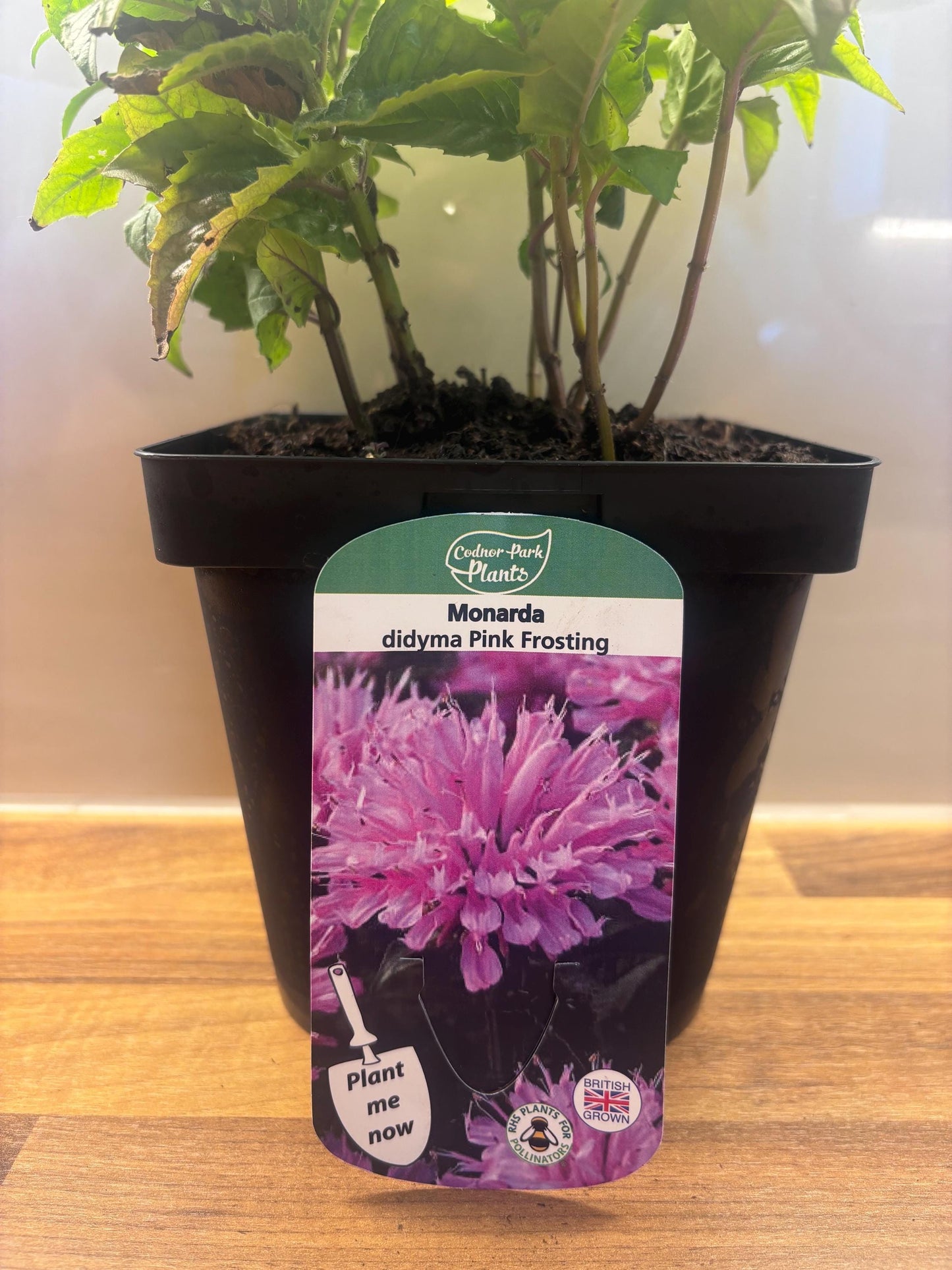 Monarda Pink Frosting 2L Bergamot Bee Balm plant MONARDA didyma/141099/168584/GB