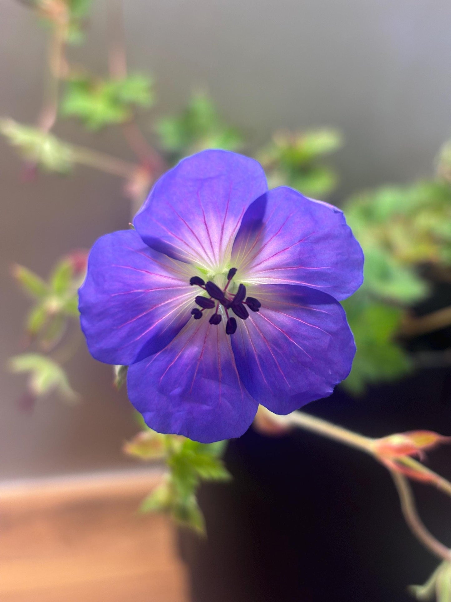 Geranium Rozanne 2L ground spreading garden border plant GERANIUM/141099/168584/GB