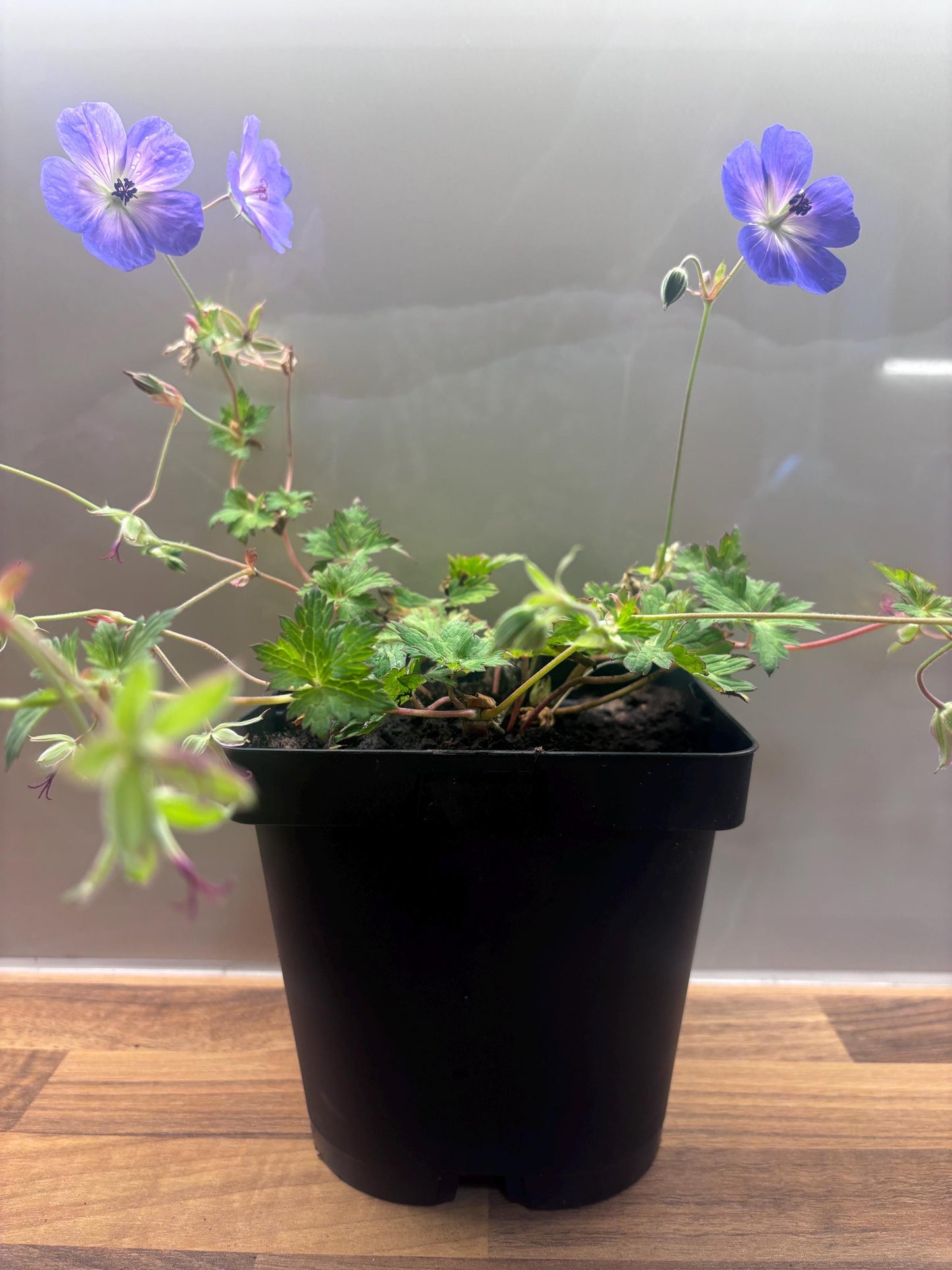 Geranium Rozanne 2L ground spreading garden border plant GERANIUM/141099/168584/GB
