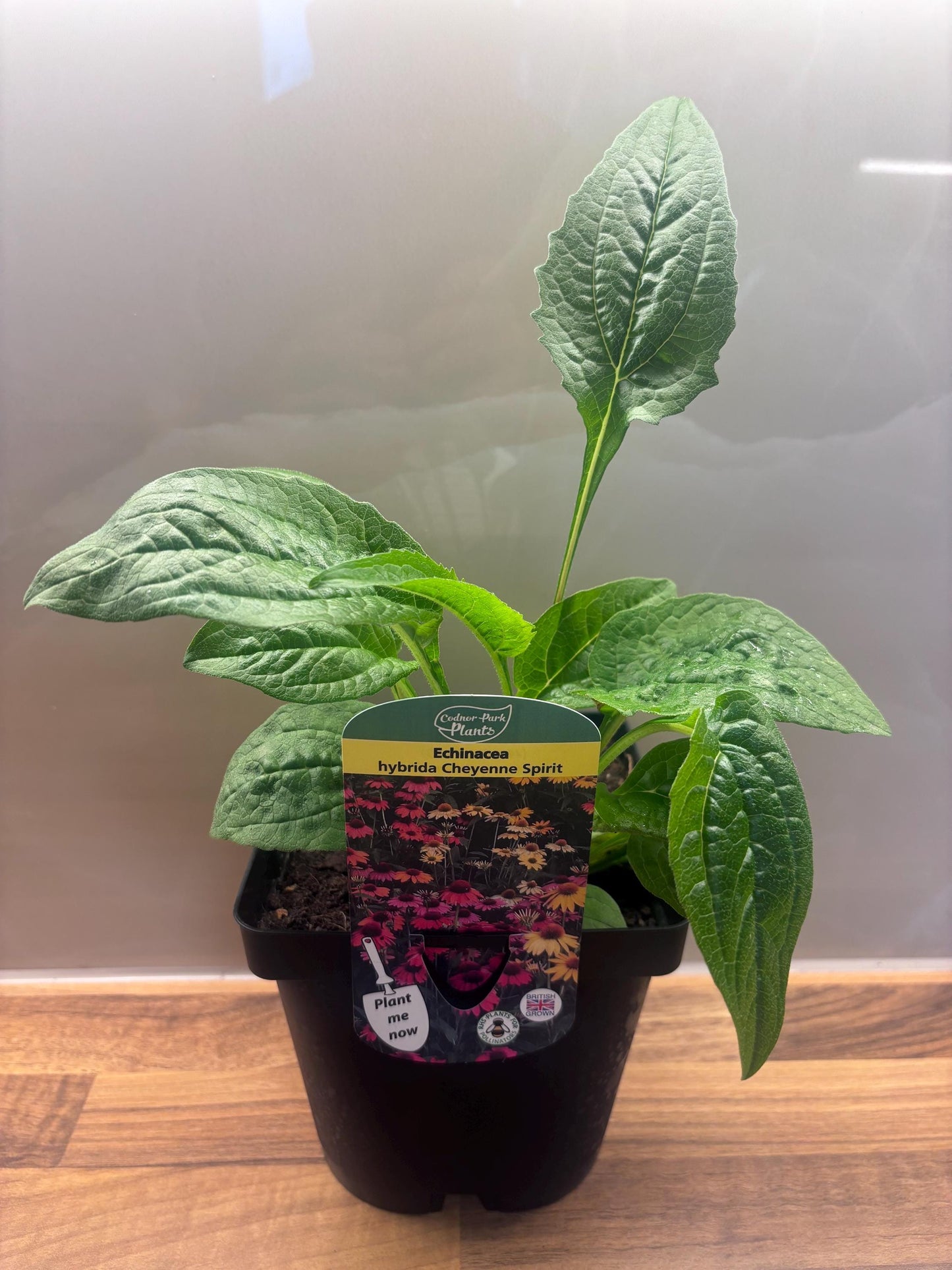 Echinacea Cheyenne Spirit 2L Coneflower Plant ECHINACEA hybrida/141099/168584/GB
