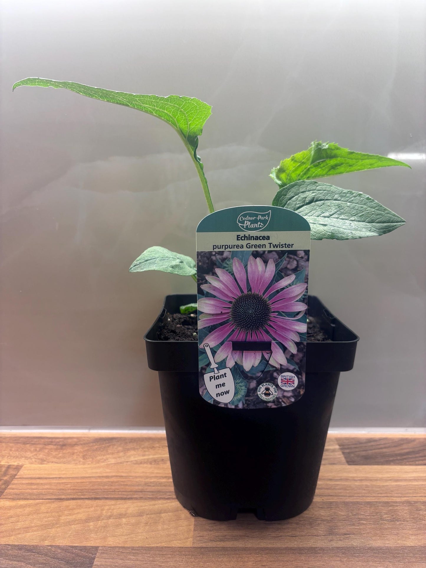 Echinacea Green Twister 2L Coneflower plant ECHINACEA purpurea/141099/168584/GB
