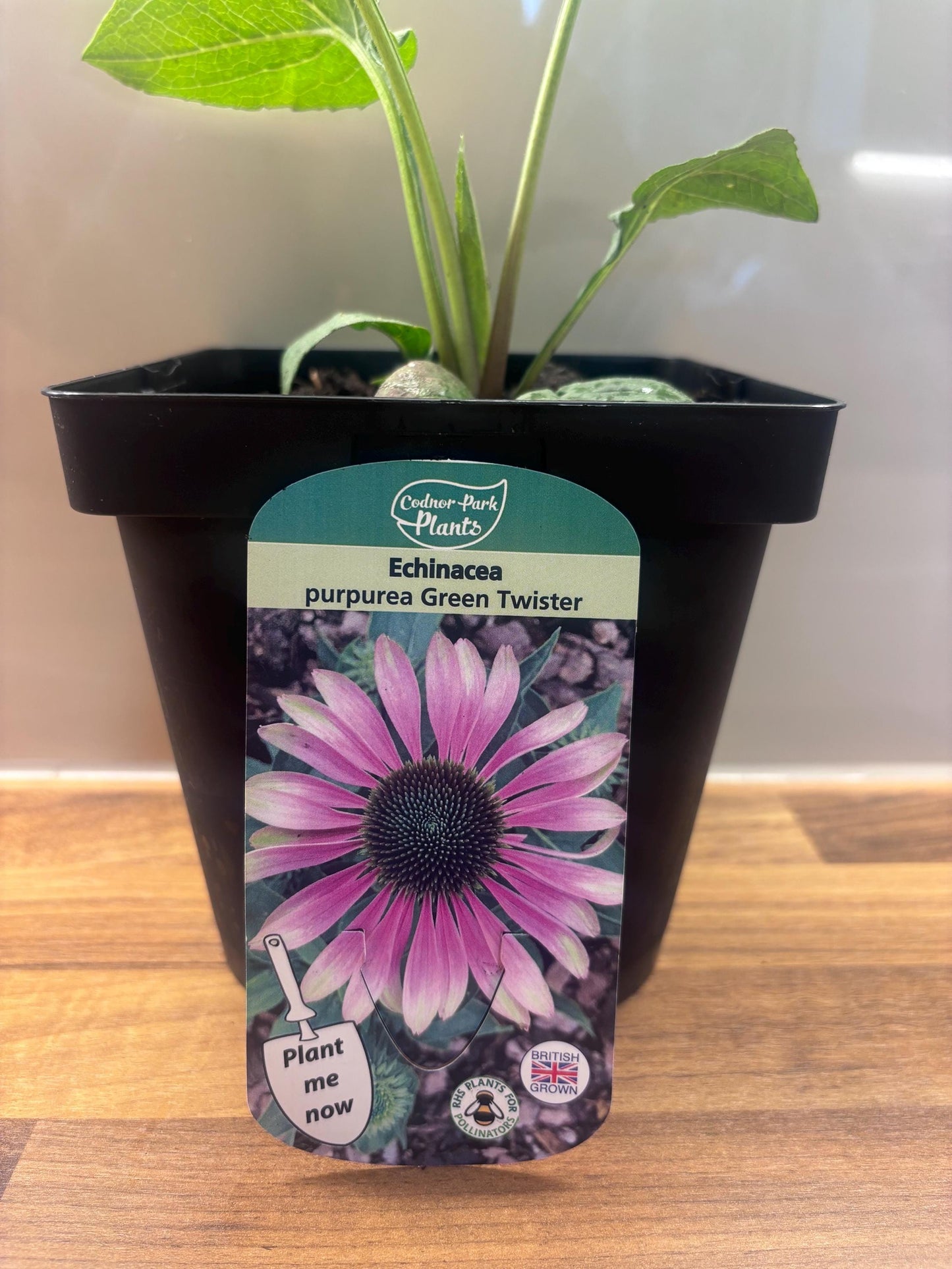 Echinacea Green Twister 2L Coneflower plant ECHINACEA purpurea/141099/168584/GB
