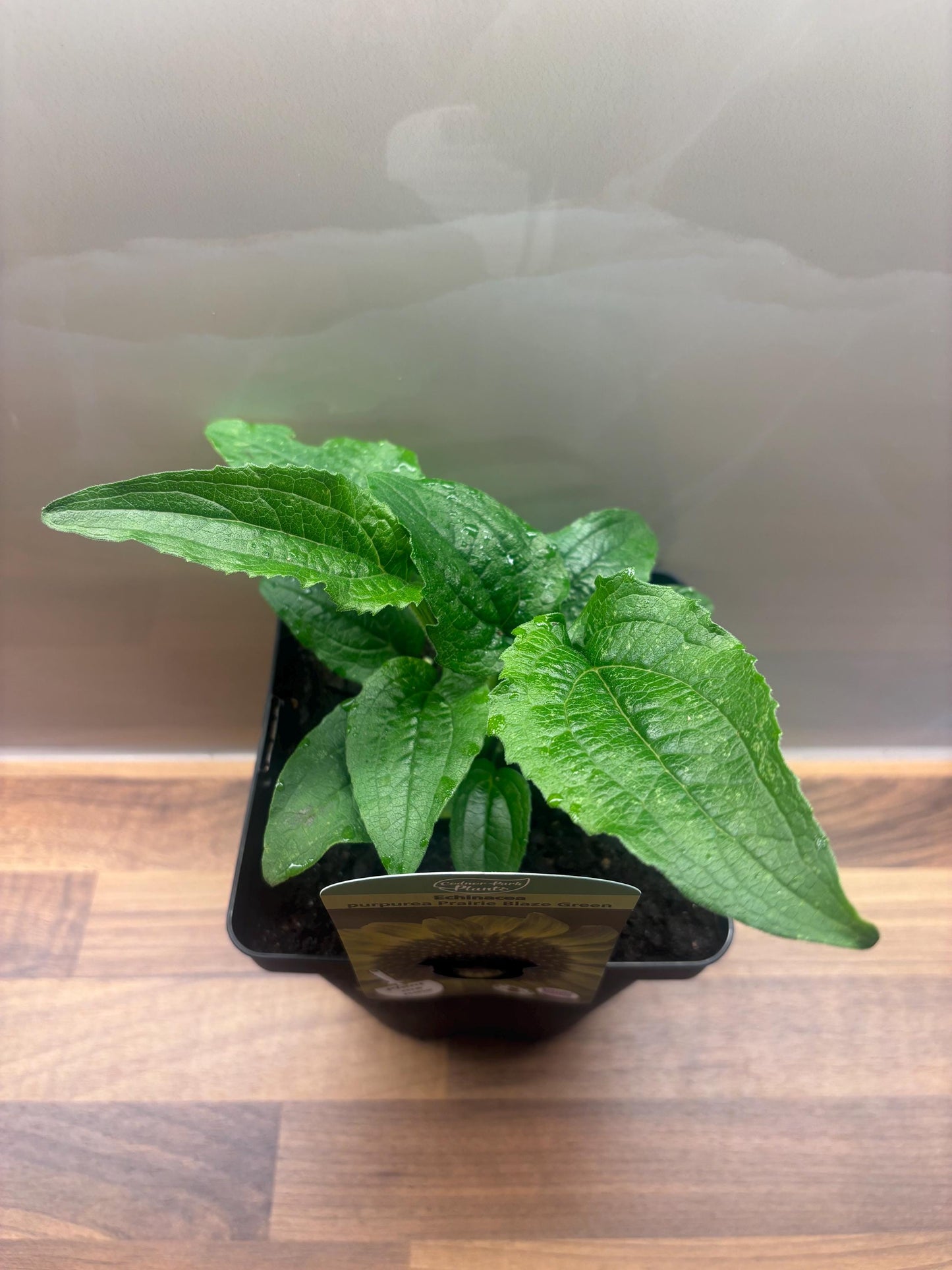 Echinacea Prairie Blaze Green 2L Coneflower ECHINACEA purpurea/141099/168584/GB