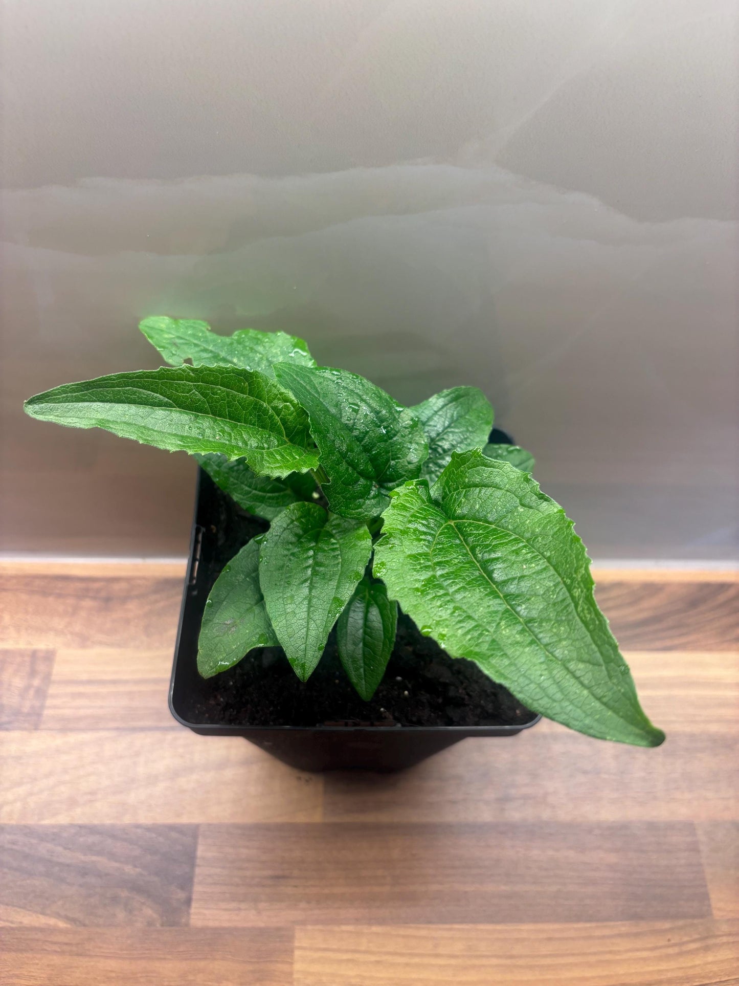 Echinacea Prairie Blaze Green 2L Coneflower ECHINACEA purpurea/141099/168584/GB