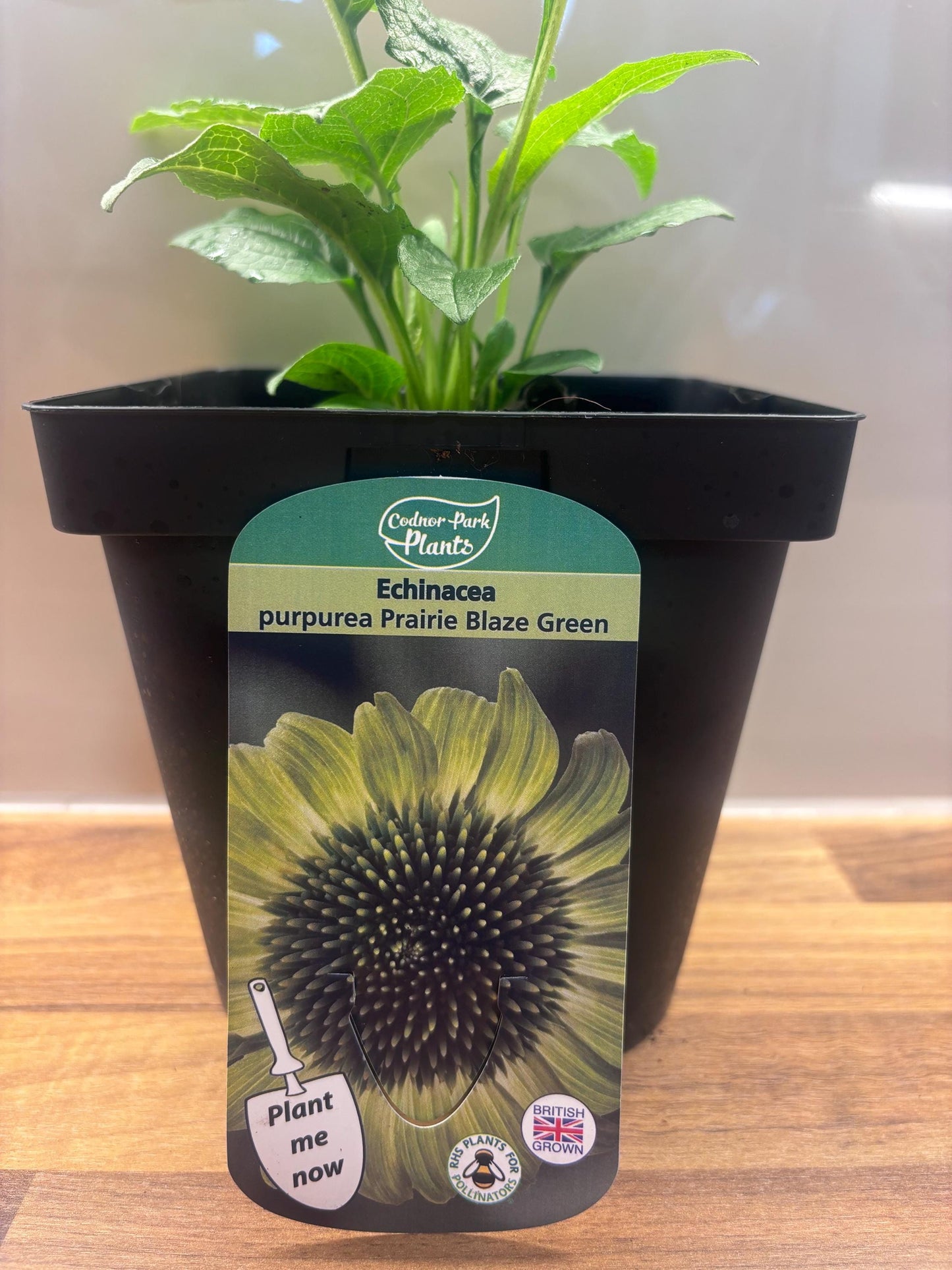 Echinacea Prairie Blaze Green 2L Coneflower ECHINACEA purpurea/141099/168584/GB