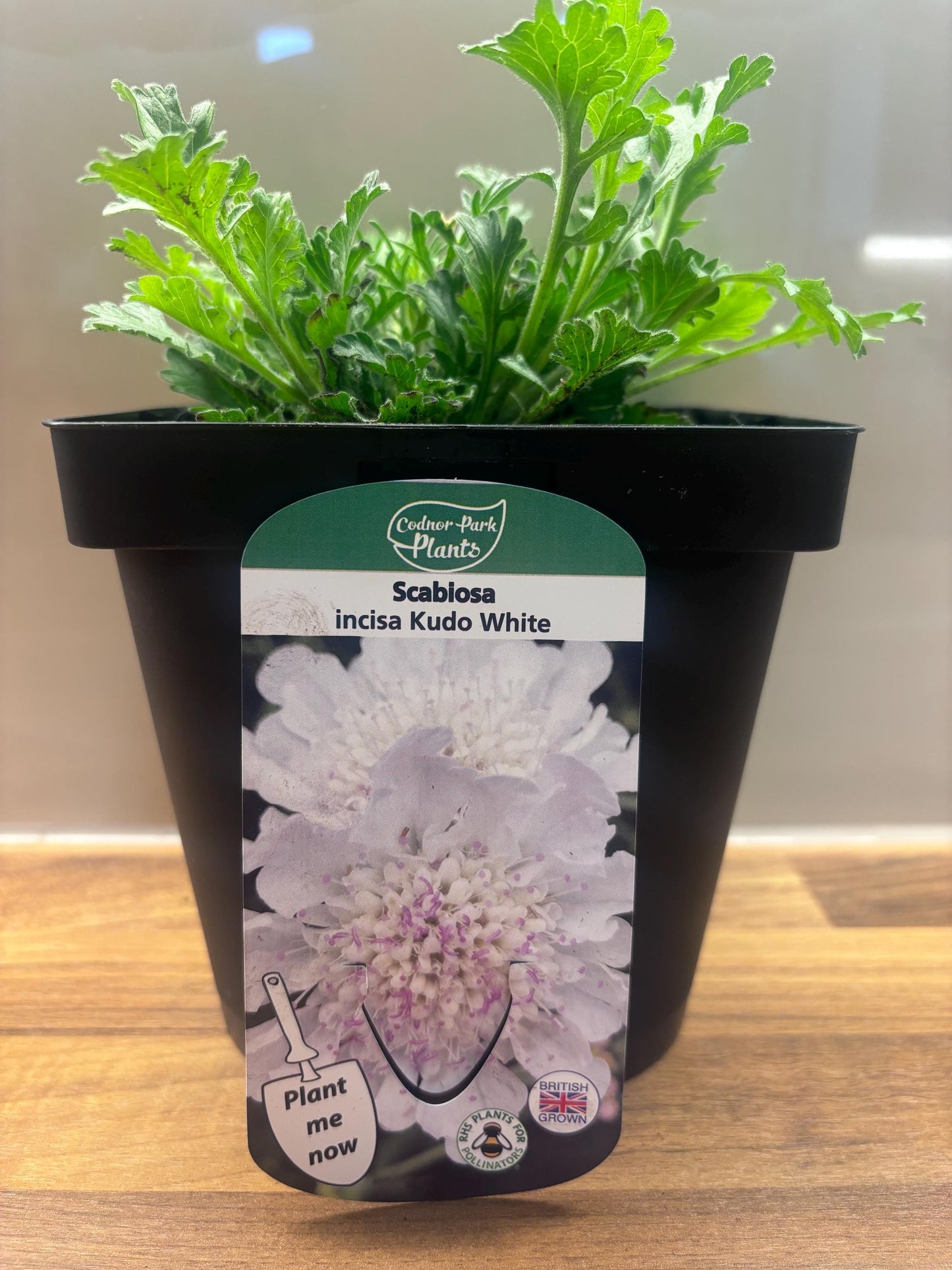 Scabiosa Kudo White 2L Pincushion Flower Plant SCABIOSA incisa/141099/166336/GB