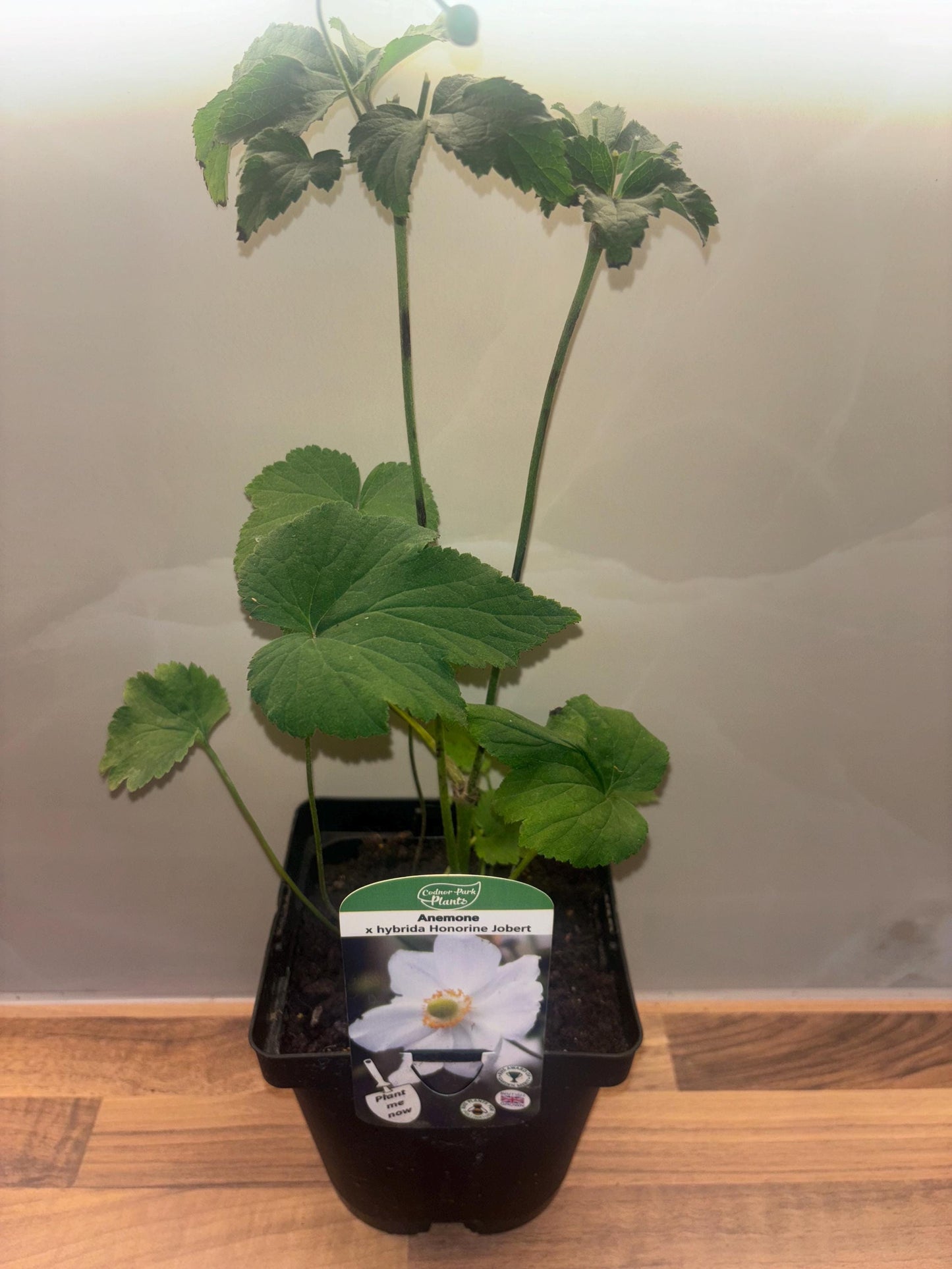 Japanese Anemone Honorine Jobert 2L plant ANEMONE x hybrida/141099/168584/GB
