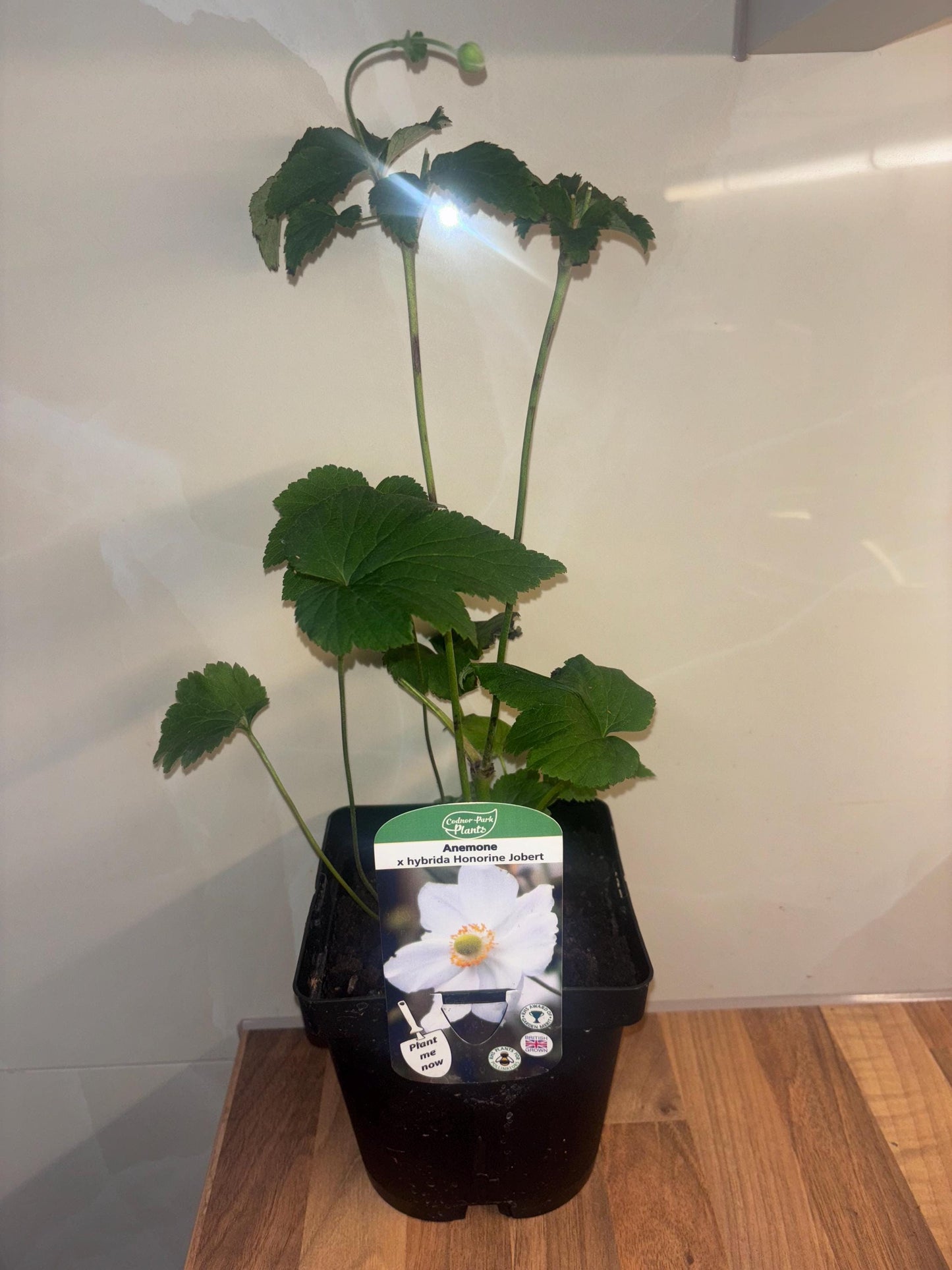 Japanese Anemone Honorine Jobert 2L plant ANEMONE x hybrida/141099/168584/GB