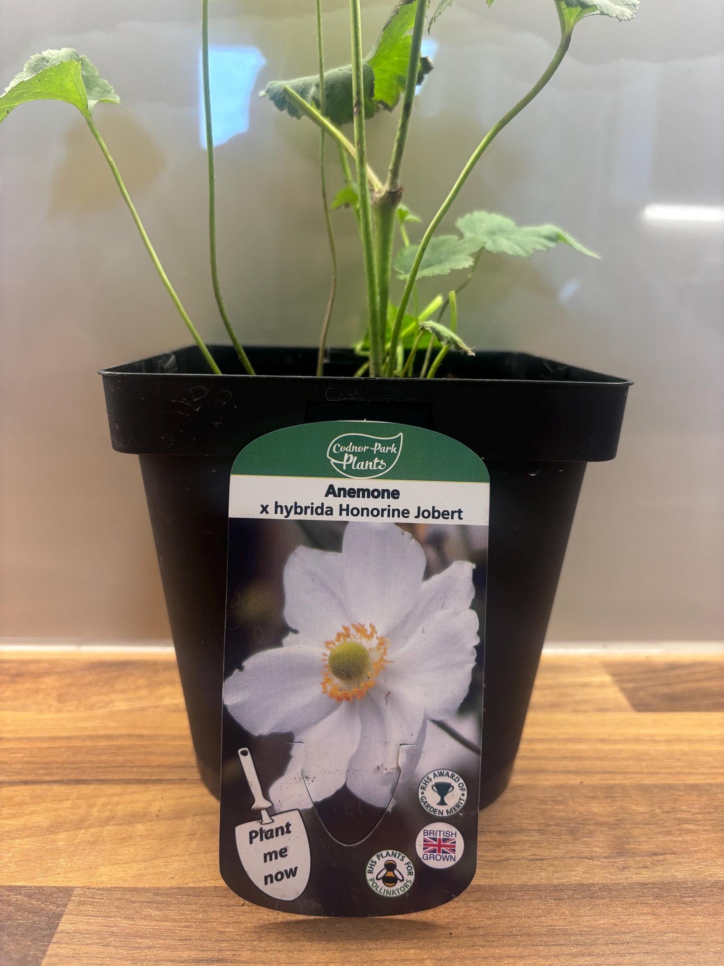 Japanese Anemone Honorine Jobert 2L plant ANEMONE x hybrida/141099/168584/GB