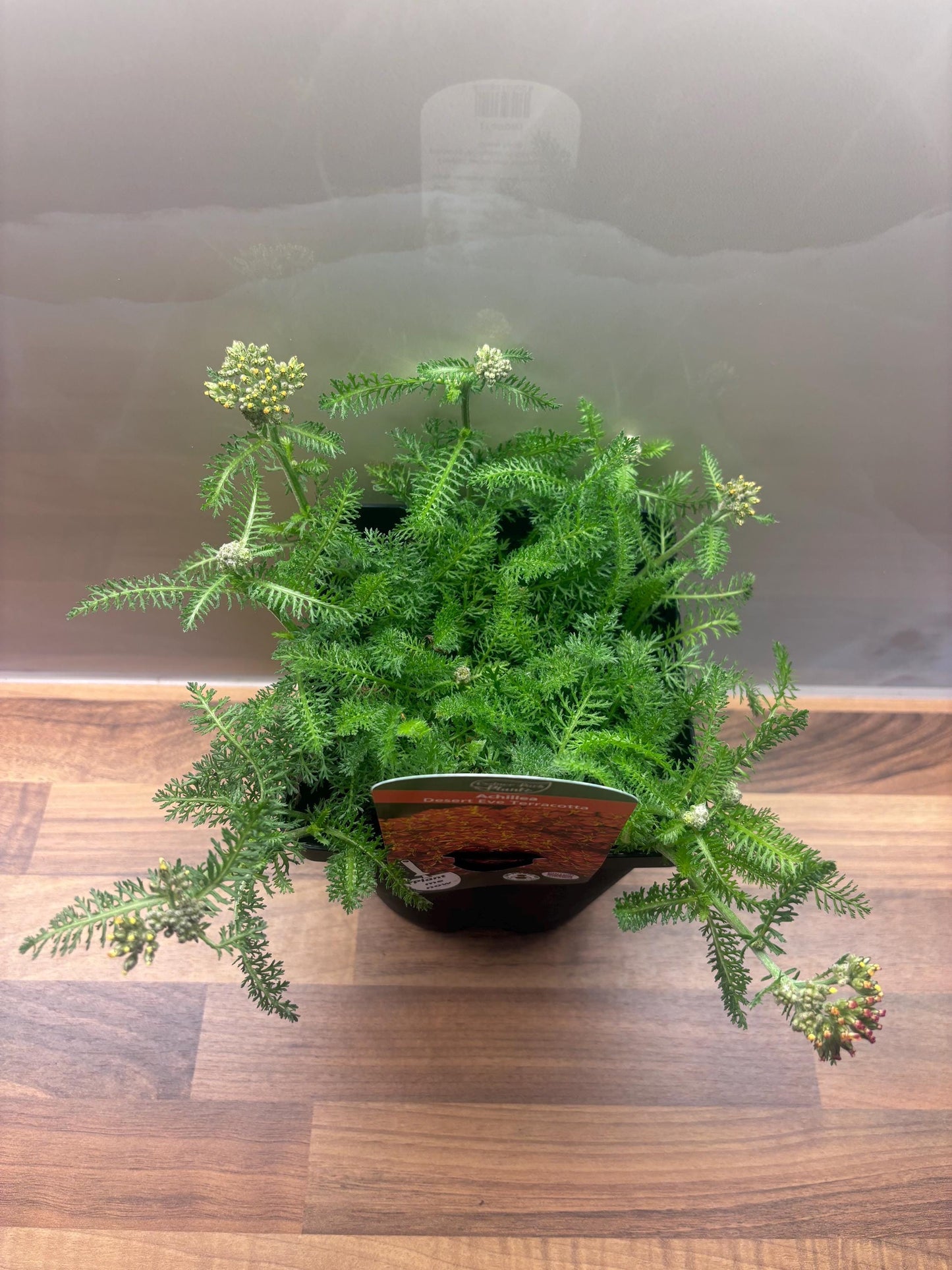 Achillea Desert Eve Terracotta 2L Yarrow ACHILLEA millefolium/141099/168584/GB