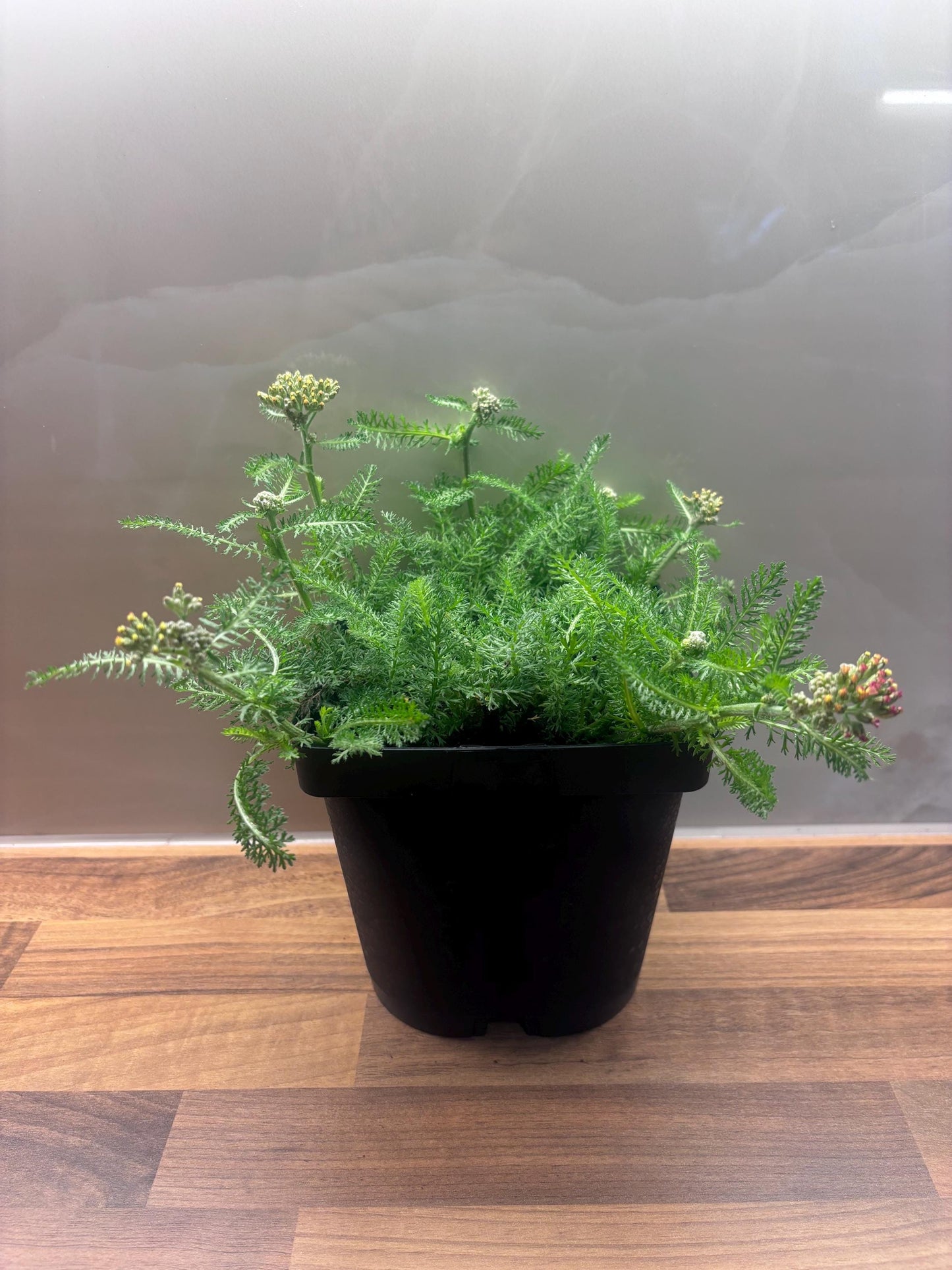 Achillea Desert Eve Terracotta 2L Yarrow ACHILLEA millefolium/141099/168584/GB