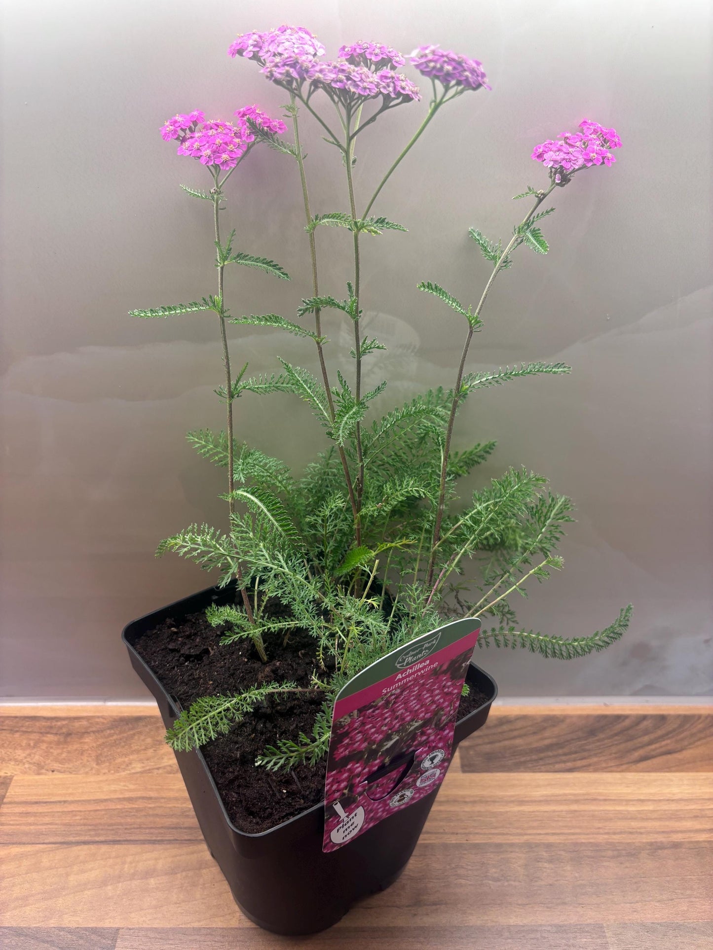 Achillea Summerwine 2L Yarrow potted garden plant ACHILLEA/141099/168584/GB