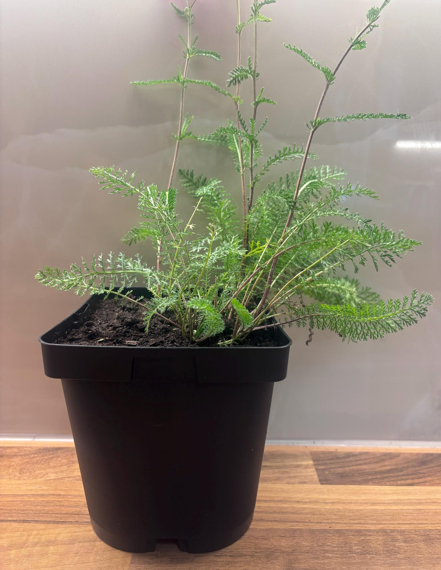 Achillea Summerwine 2L Yarrow potted garden plant ACHILLEA/141099/168584/GB