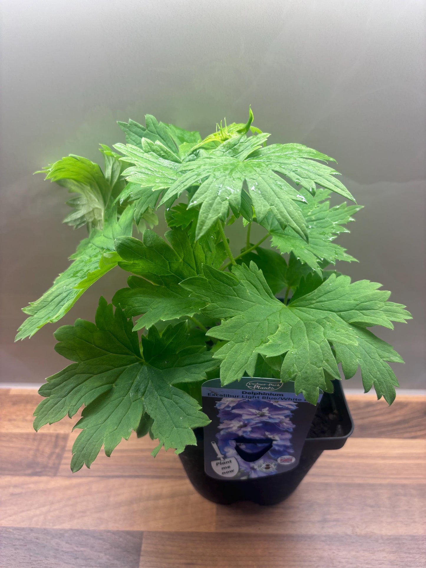 Delphinium Excalibur Light Blue with White Bee 2L DELPHINIUM/141099/168584/GB