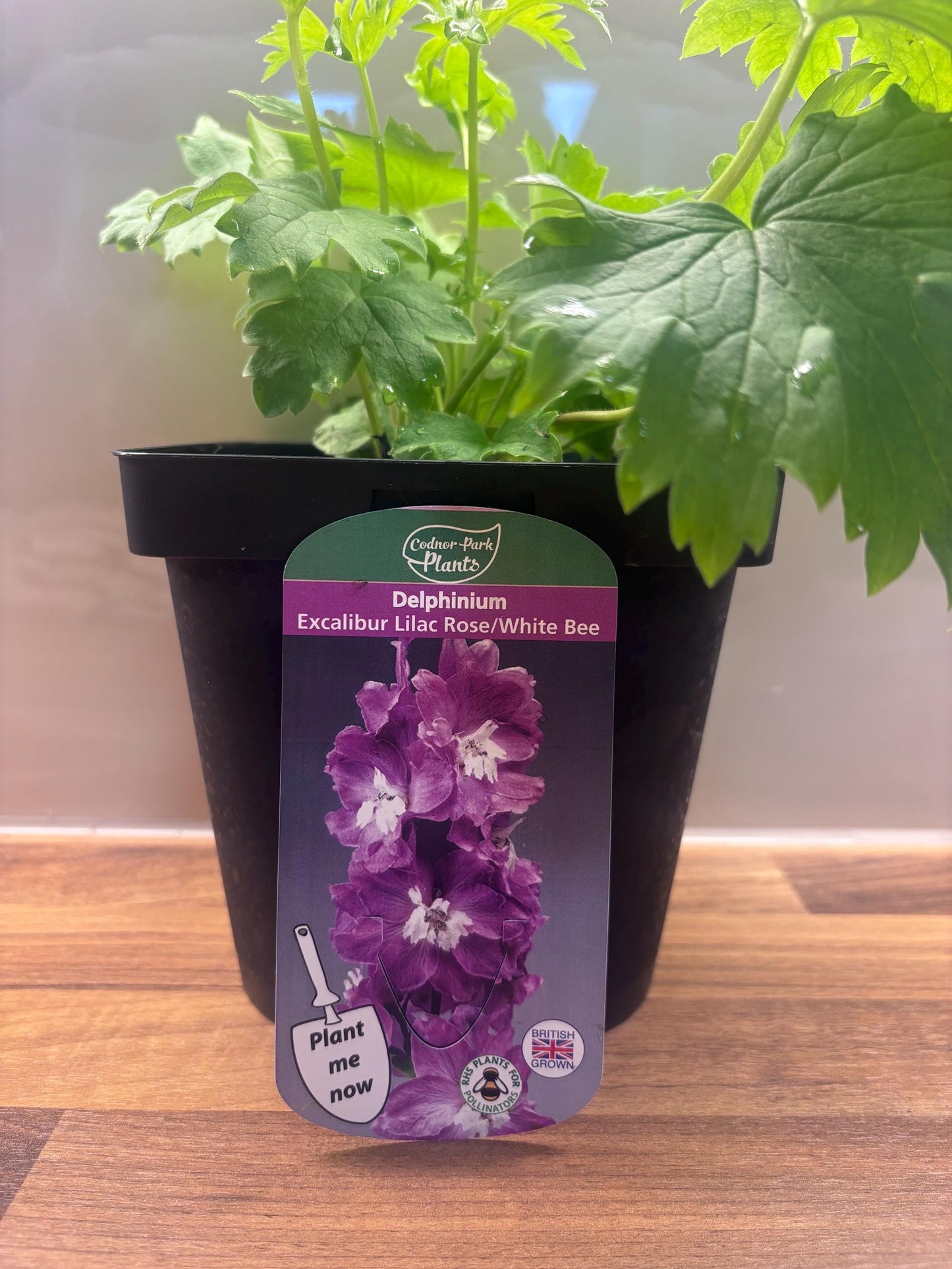 Delphinium Excalibur Lilac Rose with White Bee 2L DELPHINIUM/141099/168584/GB