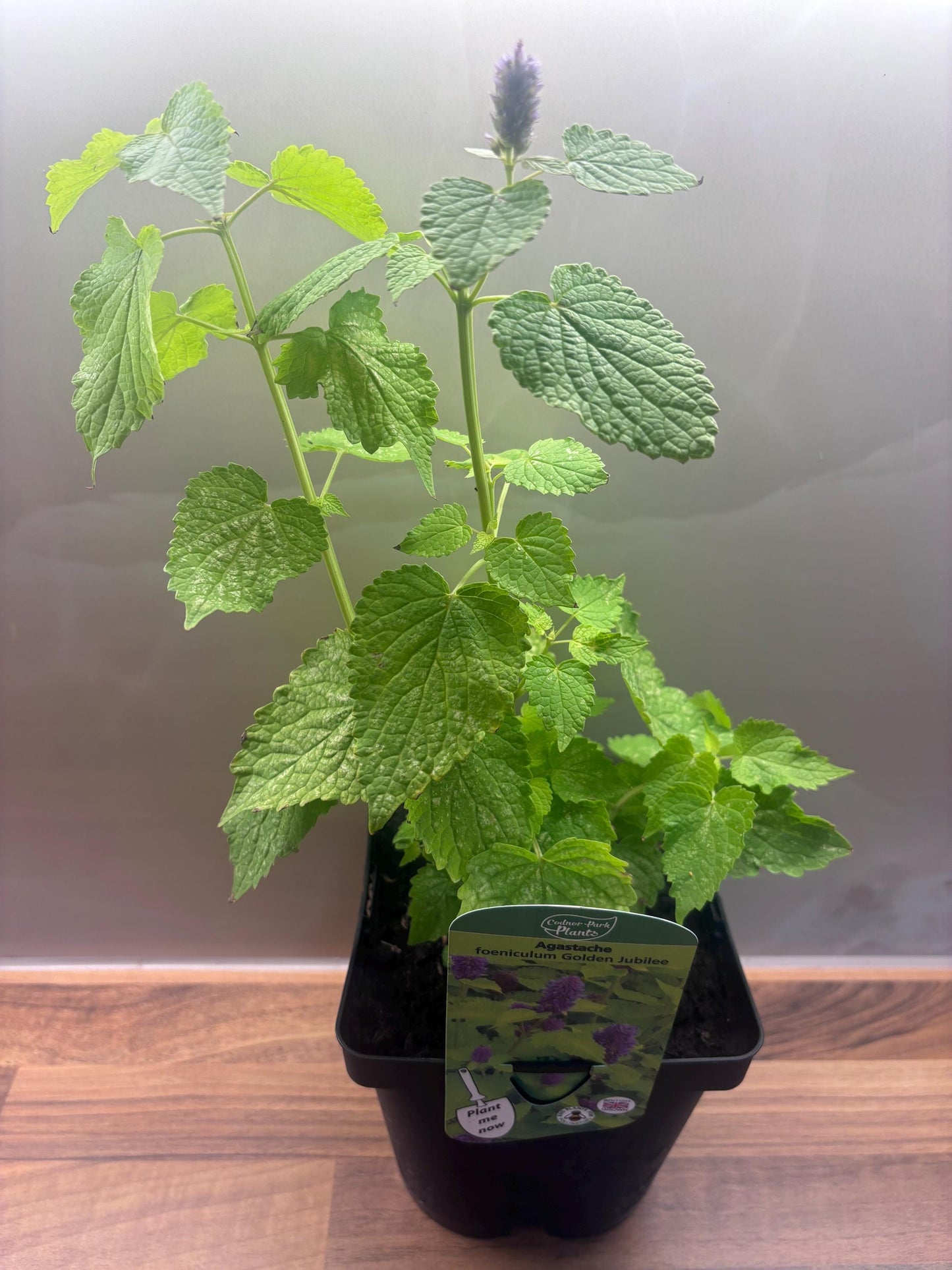 Agastache Golden Jubilee 2L Hyssop plant AGASTACHE foeniculum/141099/168584/GB