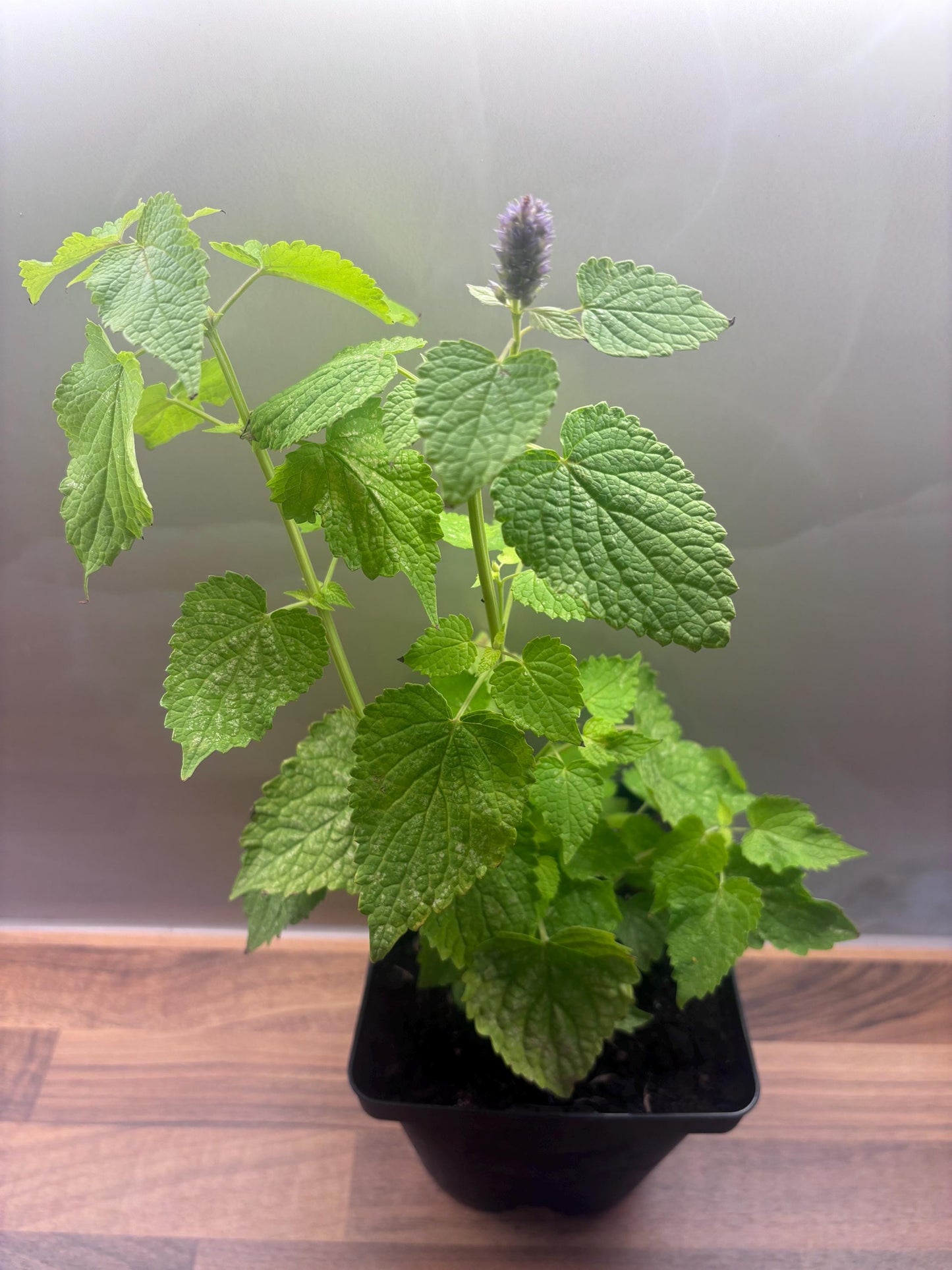 Agastache Golden Jubilee 2L Hyssop plant AGASTACHE foeniculum/141099/168584/GB