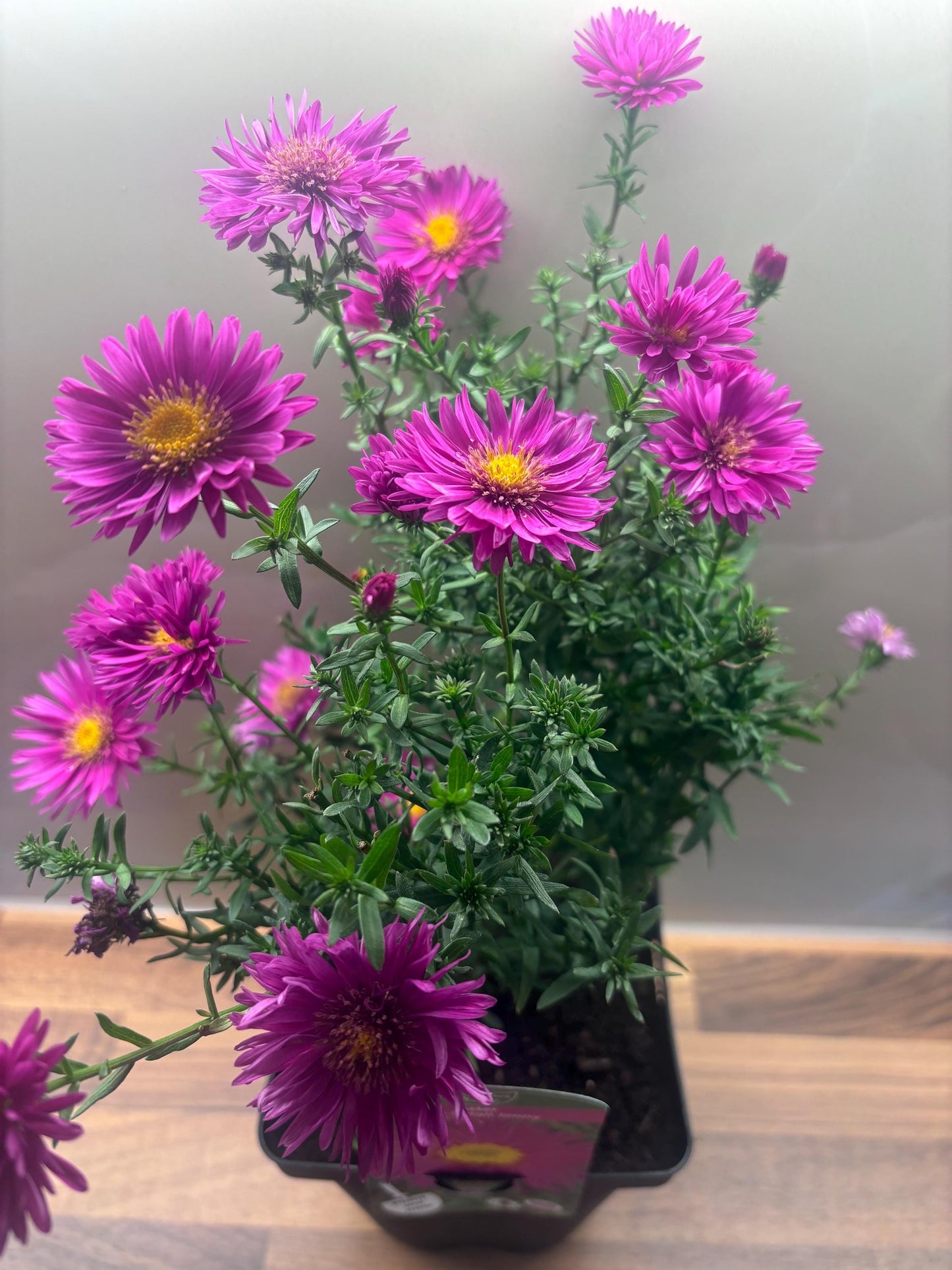 Aster Jenny 2L hardy perennial daisy flowers ASTER novi-belgii/141099/168584/GB