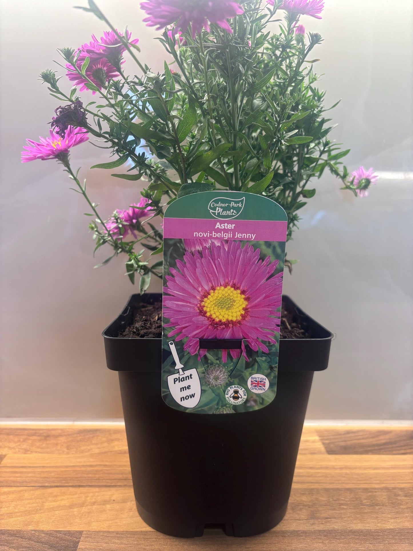Aster Jenny 2L hardy perennial daisy flowers ASTER novi-belgii/141099/168584/GB