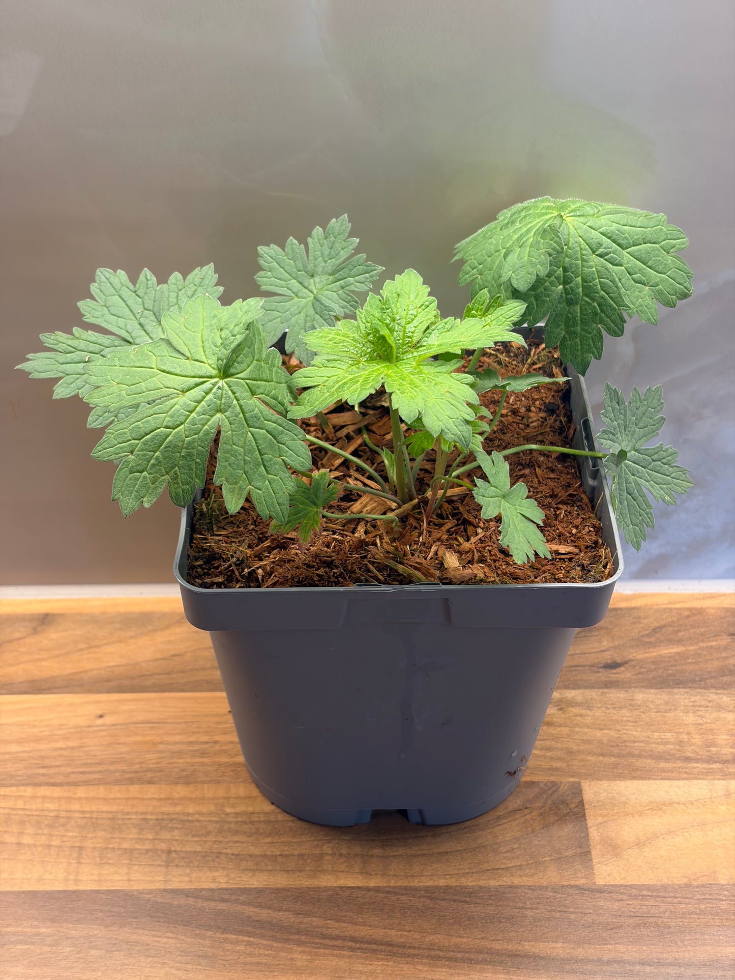 Geranium Catherine Deneuve 2L ground spreading garden border plant GERANIUM/141099/177168/GB