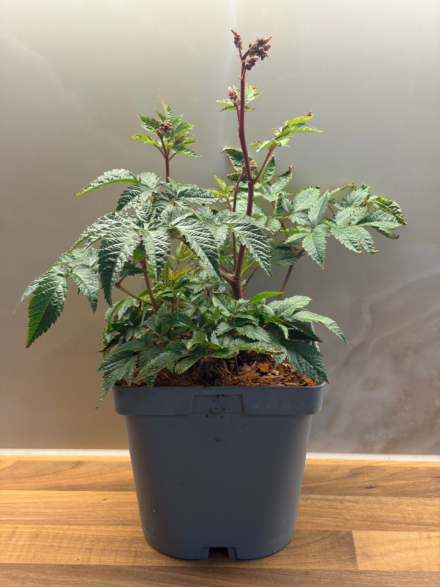 Astilbe Bressingham Beauty 2L ASTILBE x arendsii/141099/177168/GB