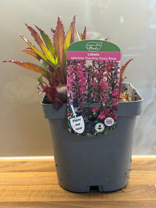 Lobelia Starship Deep Rose 2L perennial LOBELIA speciosa/141099/177168/GB