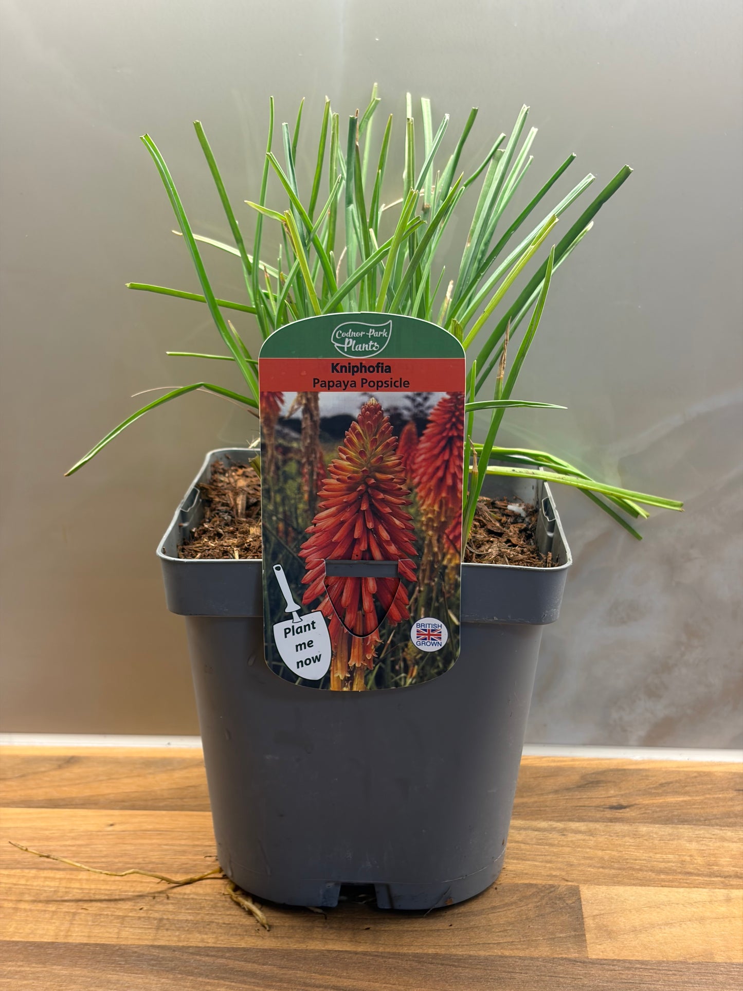 Kniphofia Papaya Popsicle 2L Red Hot Poker KNIPHOFIA/141099/177168/GB