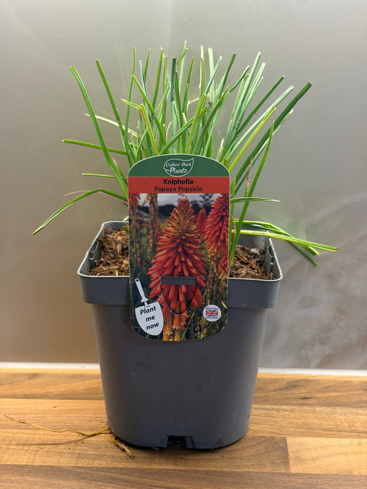 Kniphofia Papaya Popsicle 2L Red Hot Poker KNIPHOFIA/141099/177168/GB