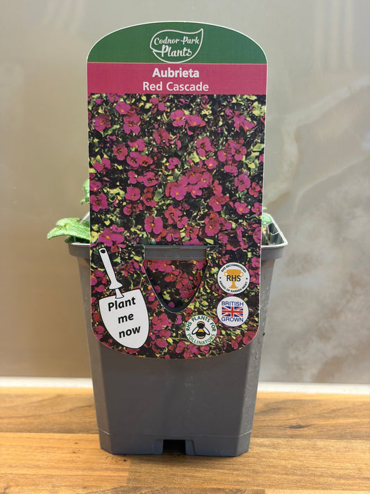 Aubretia Red Cascade semi-evergreen flowering alpine plant AUBRETIA/141099/177168/GB