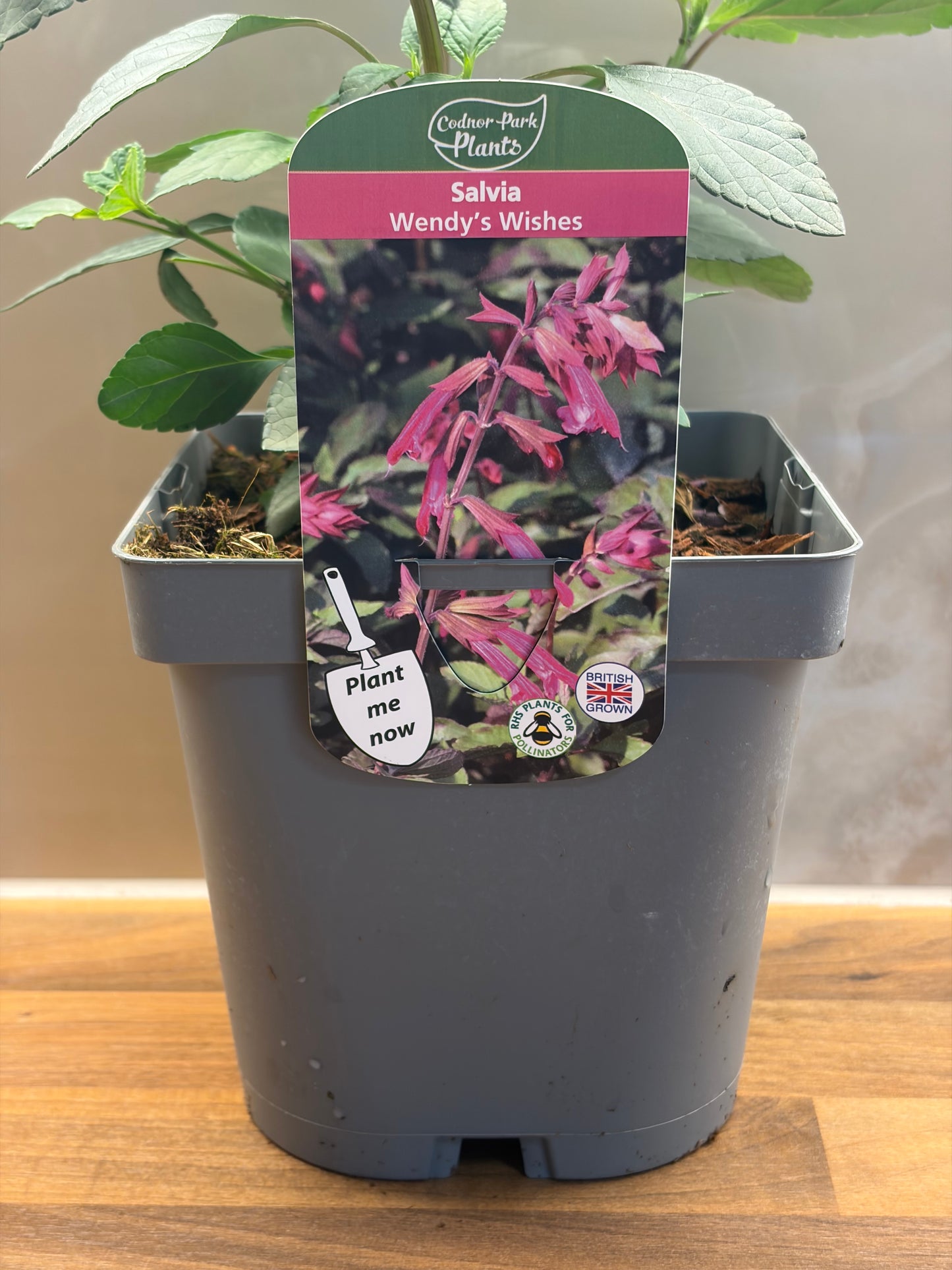 Salvia Wendy's Wishes 2L perennial plant SALVIA/141099/177168/GB