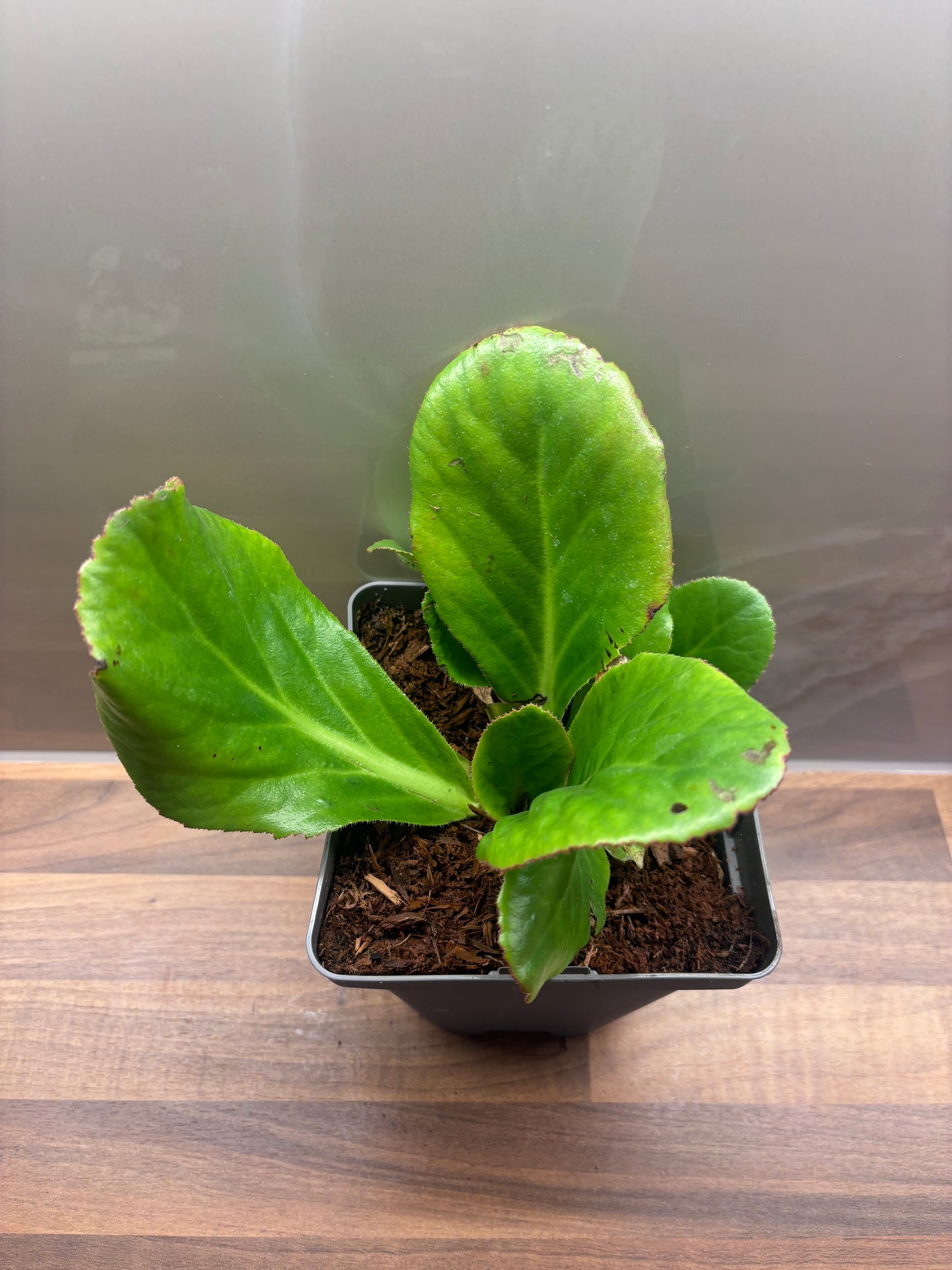 Bergenia Ice Queen 2L Elephants Ear BERGENIA/141099/170050/GB