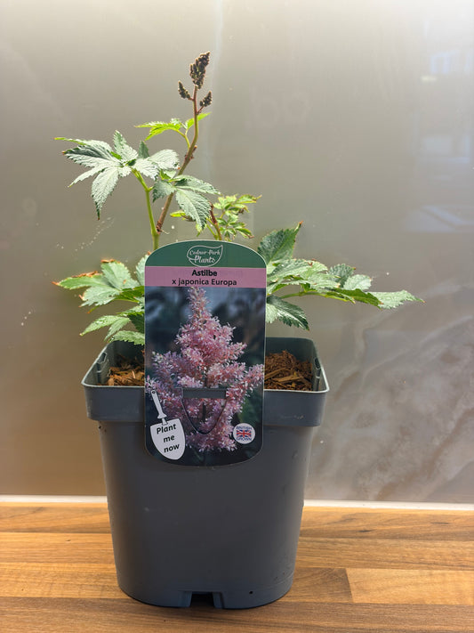 Astilbe Europa 2L ASTILBE x japonica/141099/177168/GB