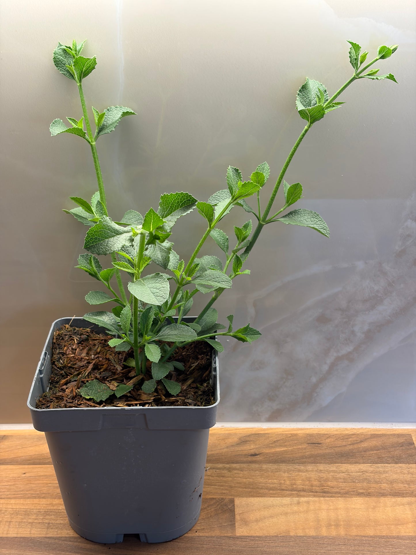 Salvia African Sky 2L perennial plant SALVIA hybrida/141099/177168/GB