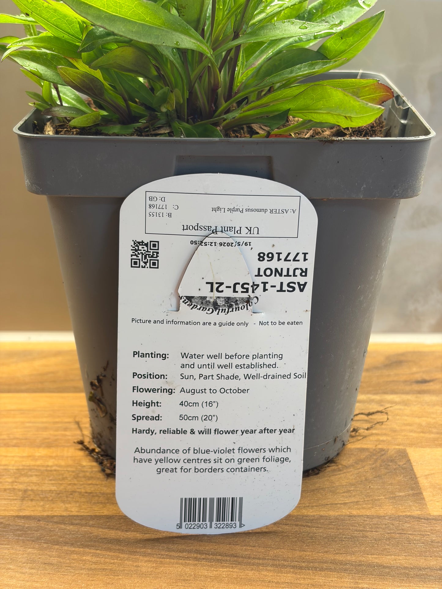 Aster Purple Light 2L hardy perennial daisy flowers ASTER dumosus/141099/177168/GB