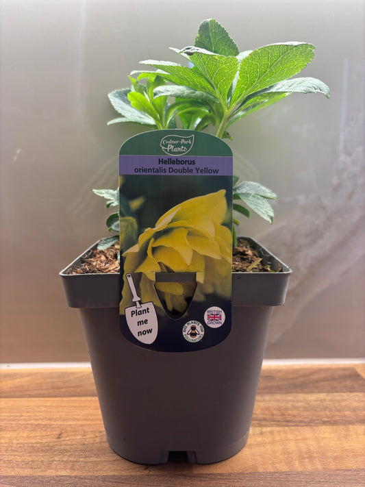 Hellebore Double Yellow 2L Christmas Rose HELLEBORUS orientalis/141099/170050/GB